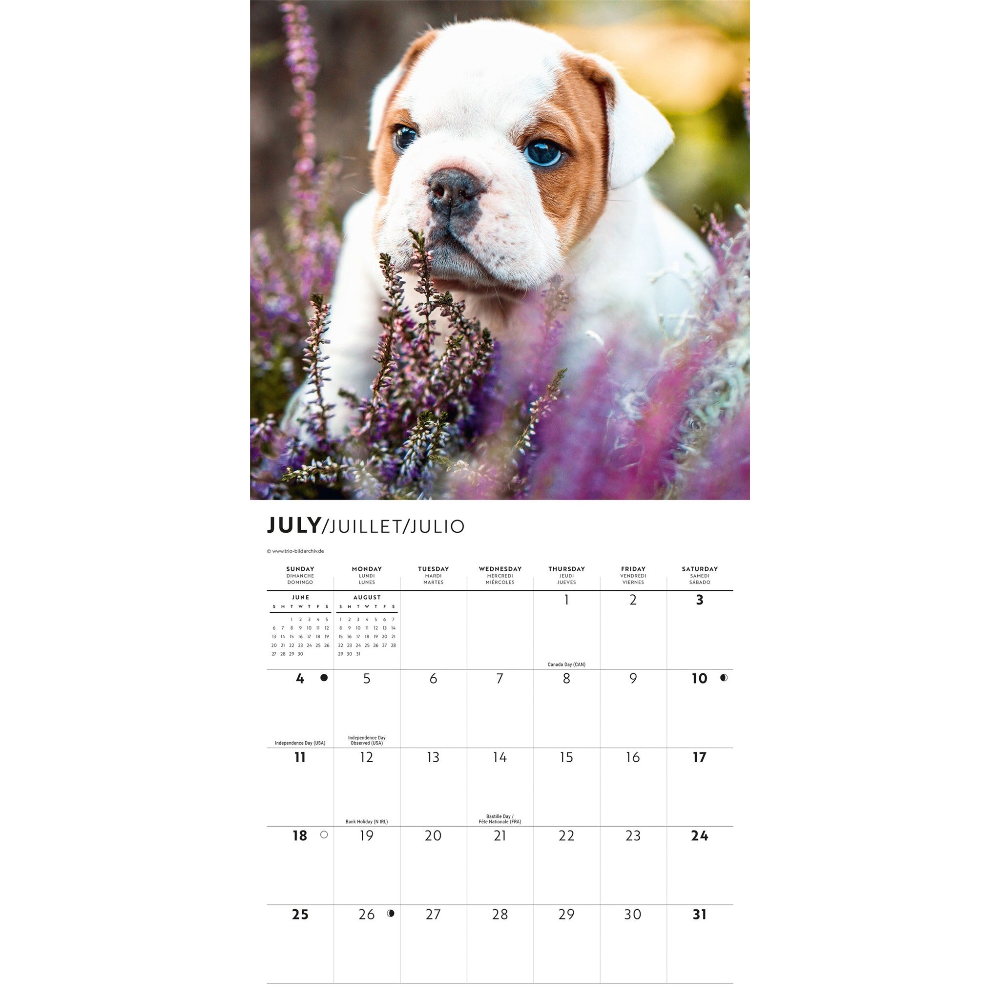 Mini-calendrier Chiots Bouledogues 2027