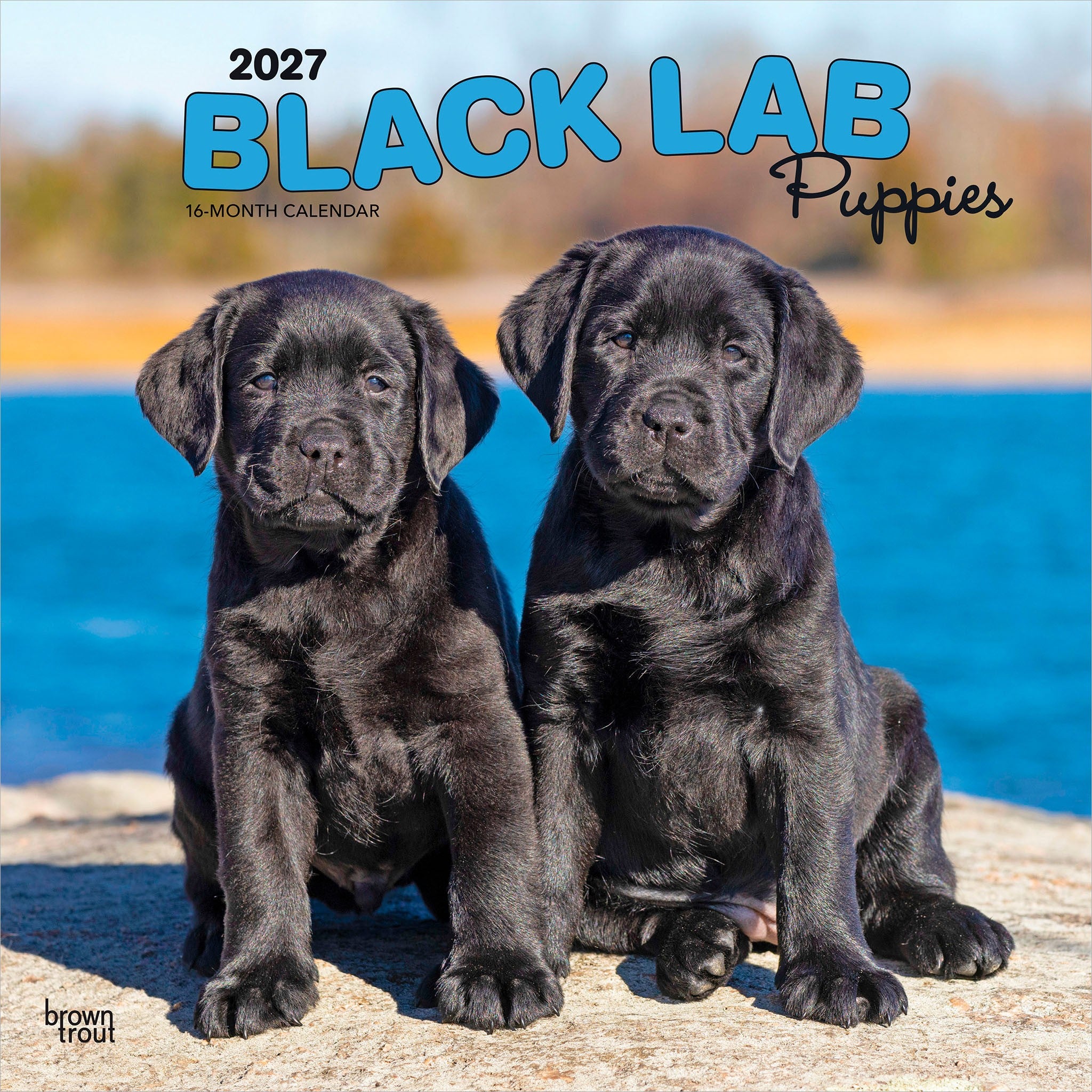 Black Lab Puppies 2027 Wall Calendar