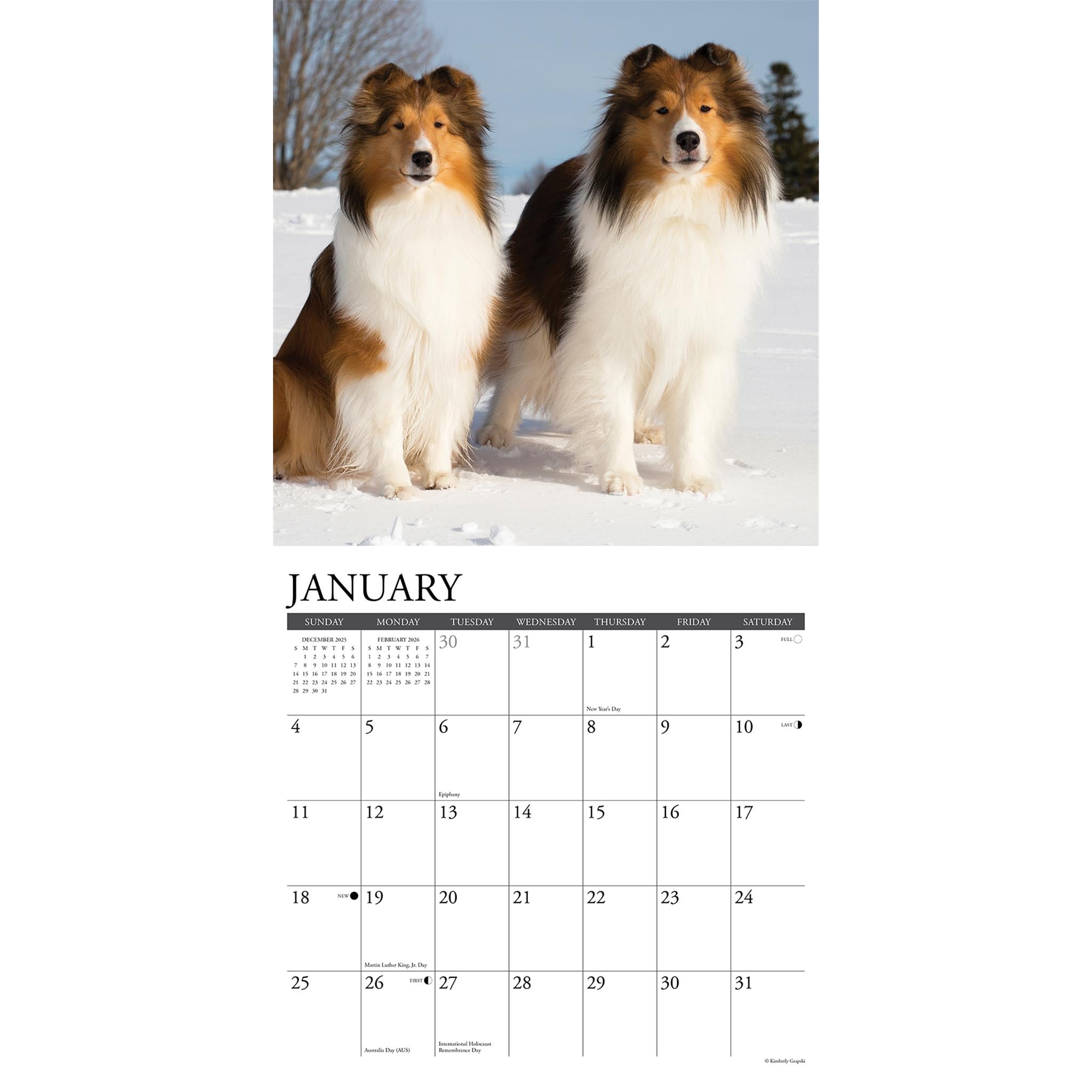 Calendrier mural Just Shelties 2026