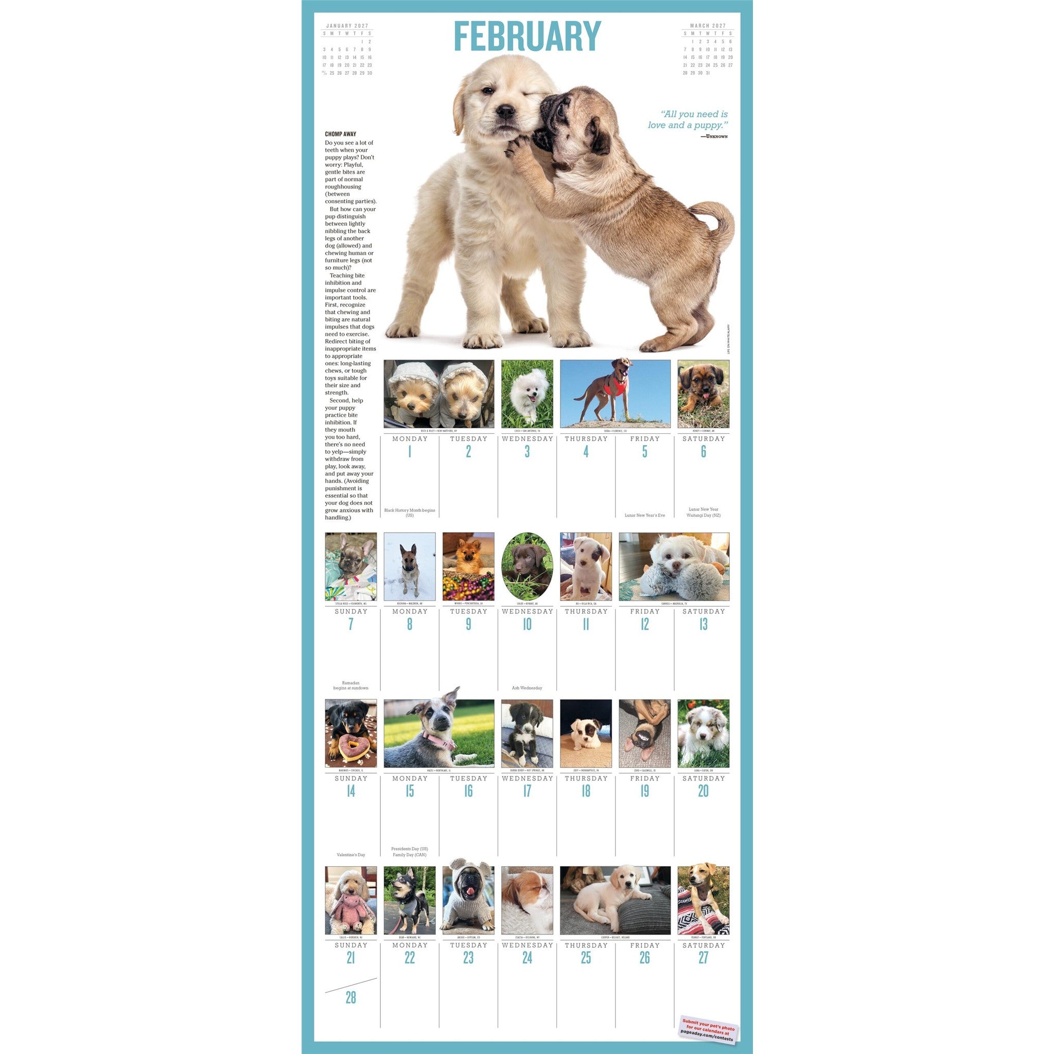 365 Puppies a Year 2027 Wall Calendar