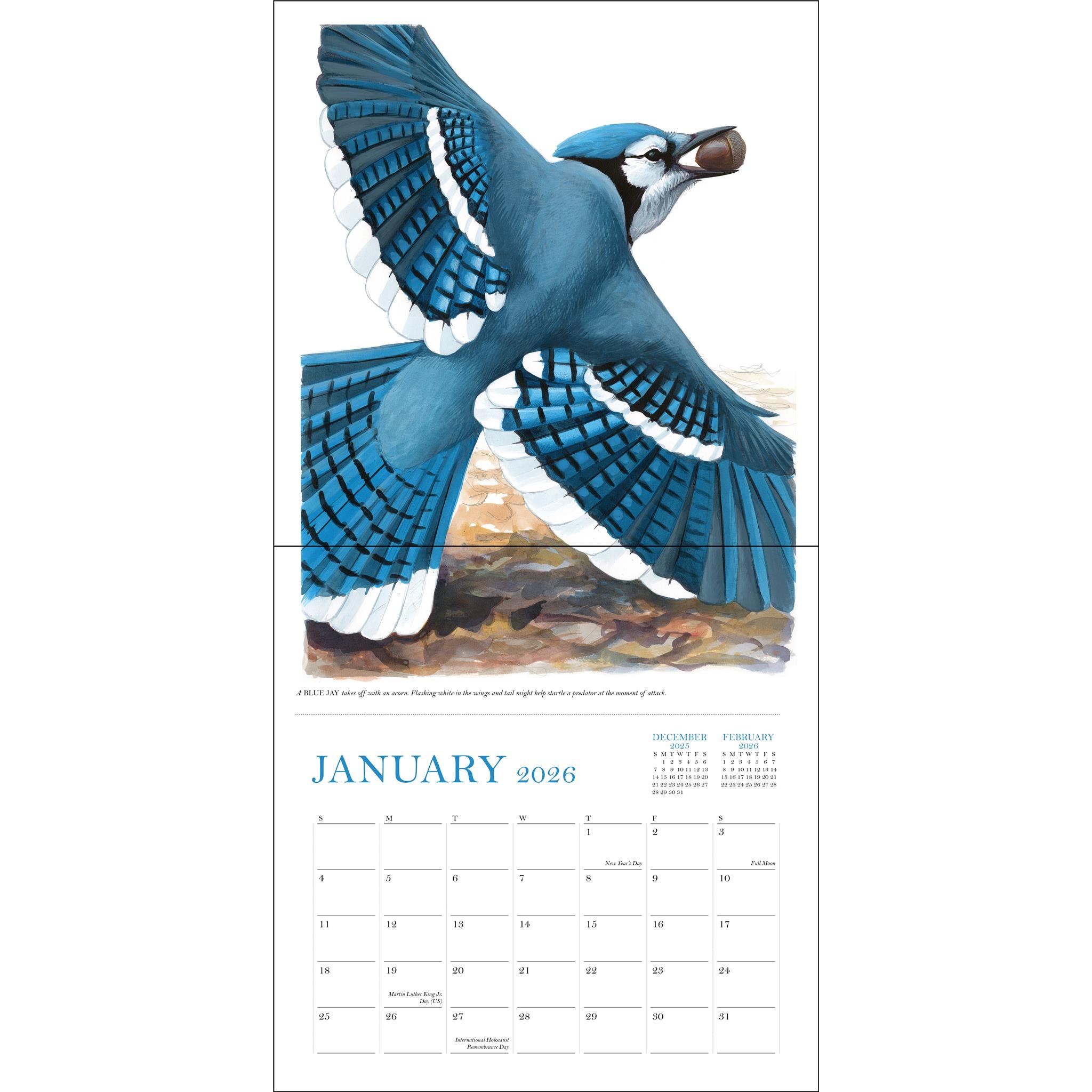 Sibley's Birds Of North America 2026 Wall Calendar - Online Only