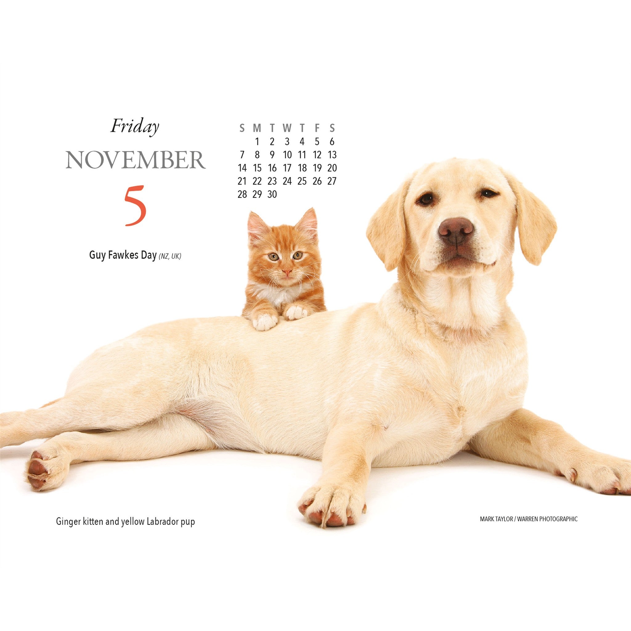 Kittens and Friends 2027 Box Calendar