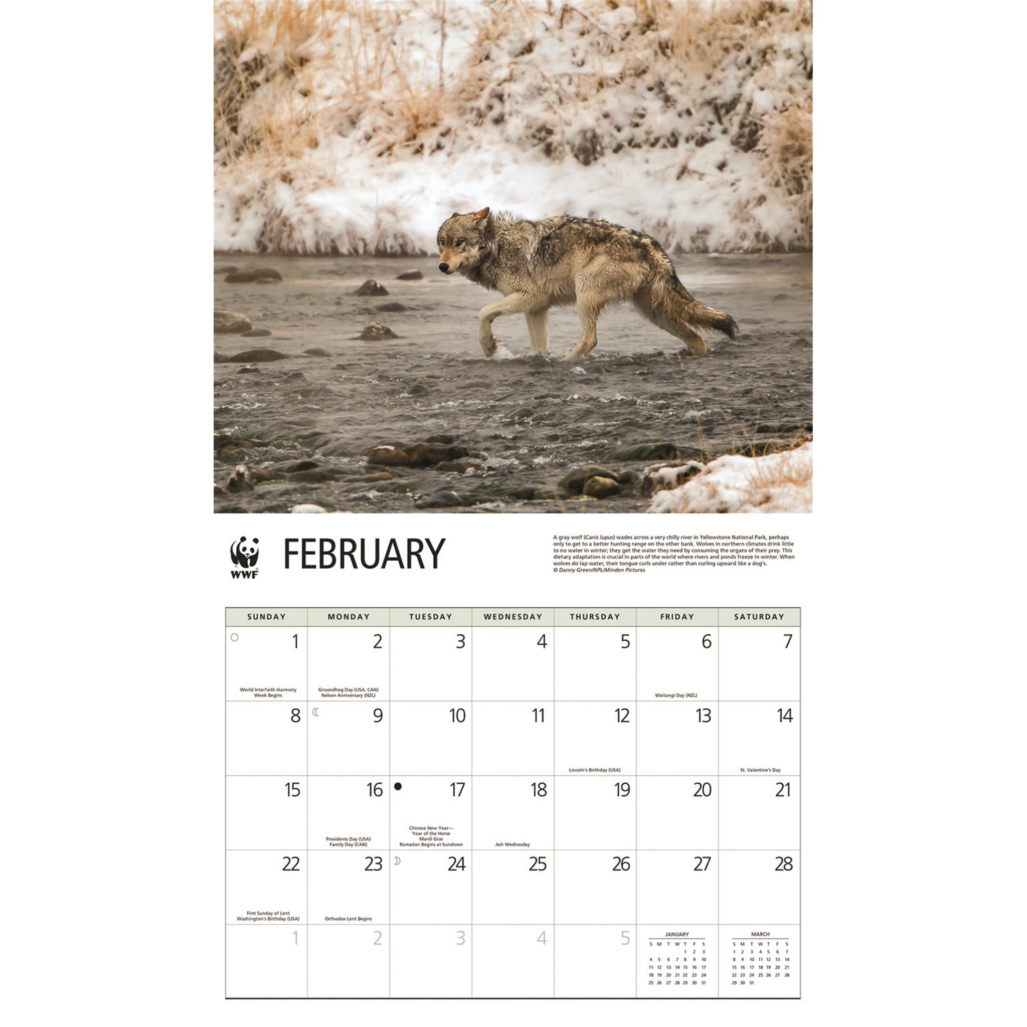Calendrier mural Loups 2026 du Fonds mondial pour la nature