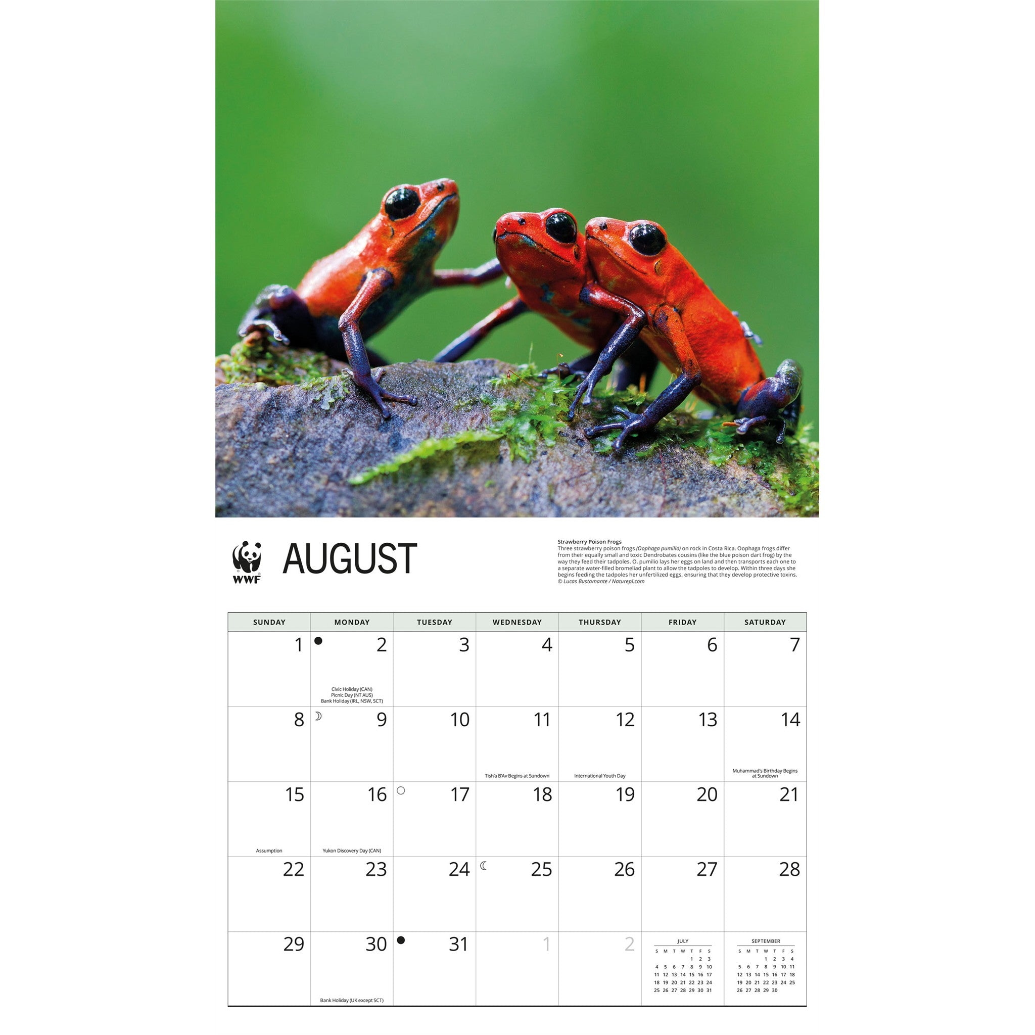 Calendrier mural 2027 Grenouilles du Fonds mondial pour la nature
