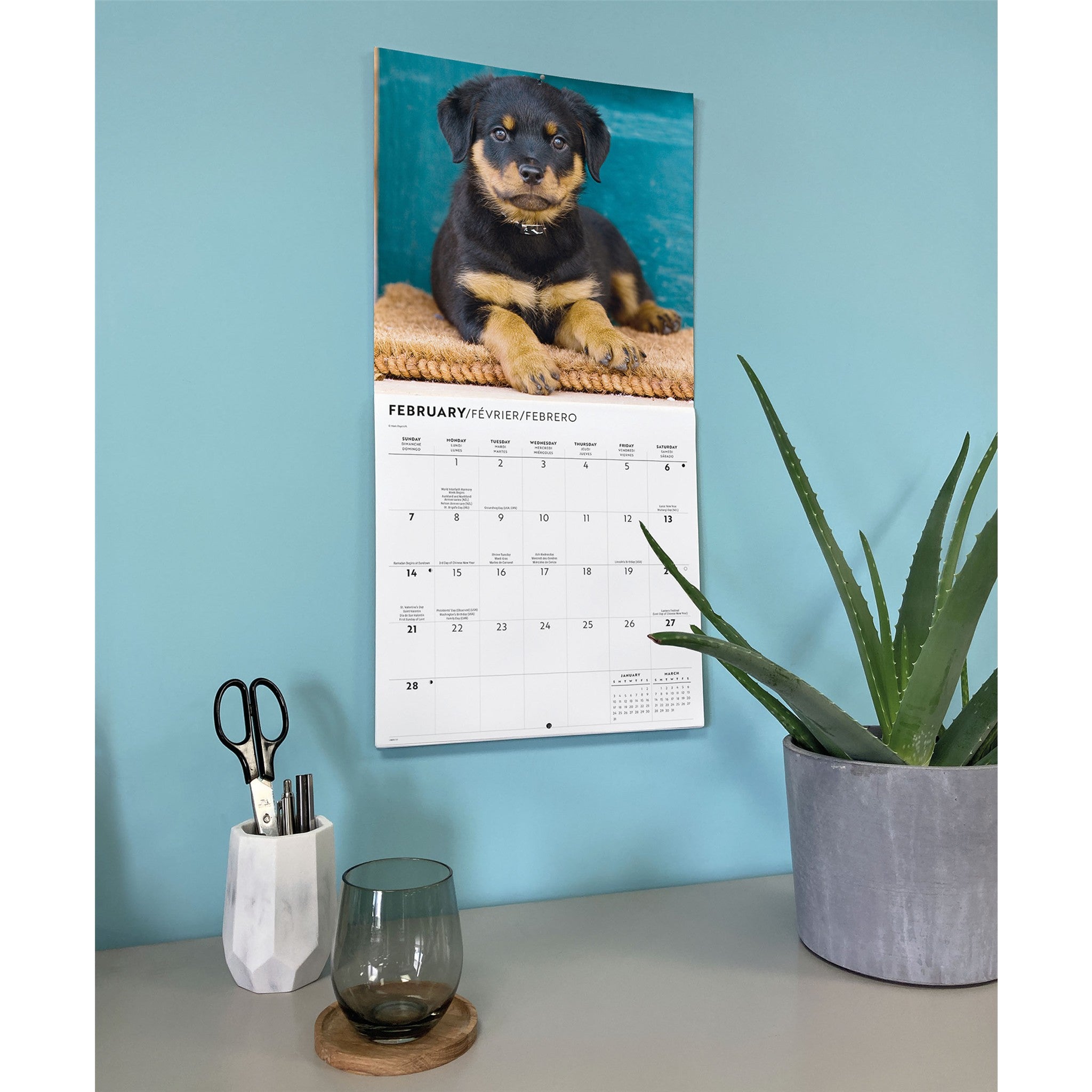 Calendrier mural chiots Rottweiler 2027