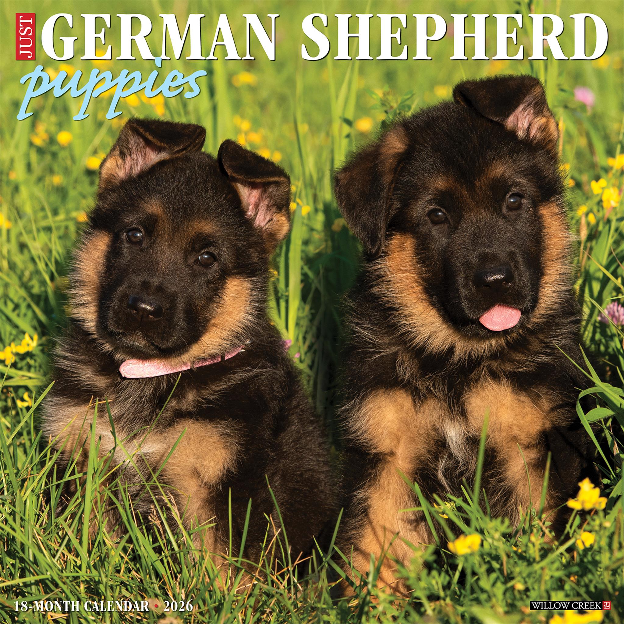 Calendrier mural 2026 « Just German Shepherd Puppies »