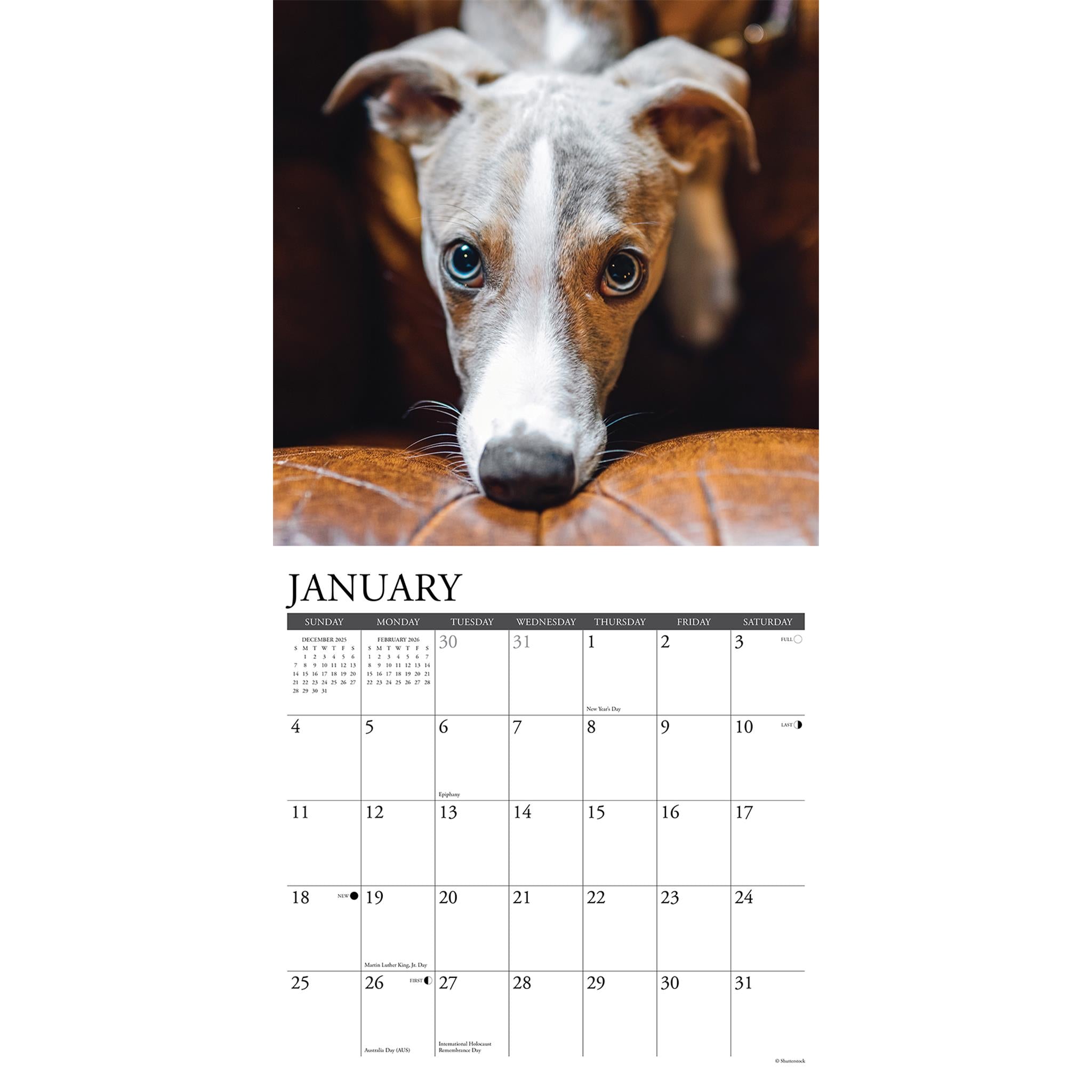 Whippets 2026 Just Wall Calendar