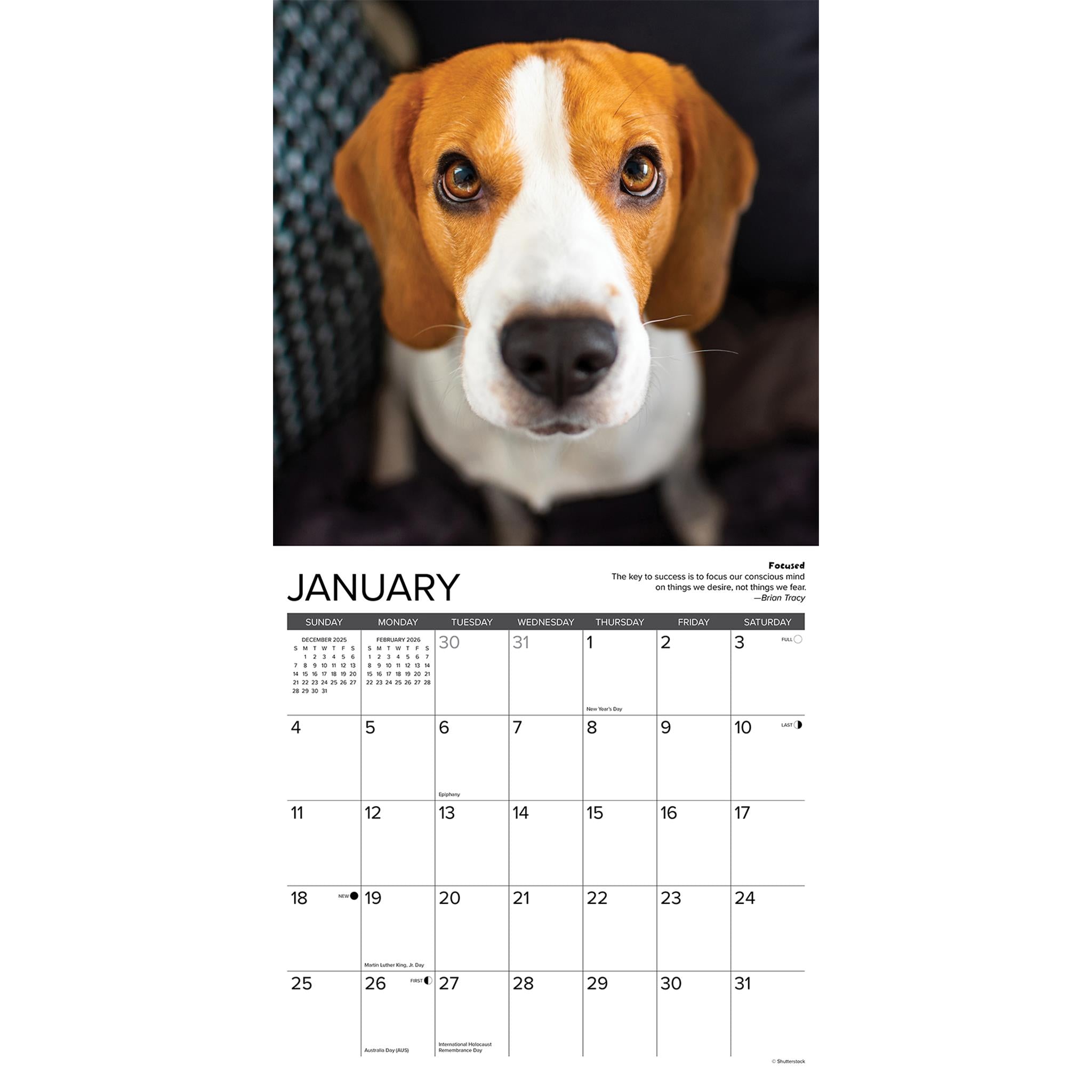 Calendrier mural Beagle Rules 2026 - Disponible uniquement en ligne