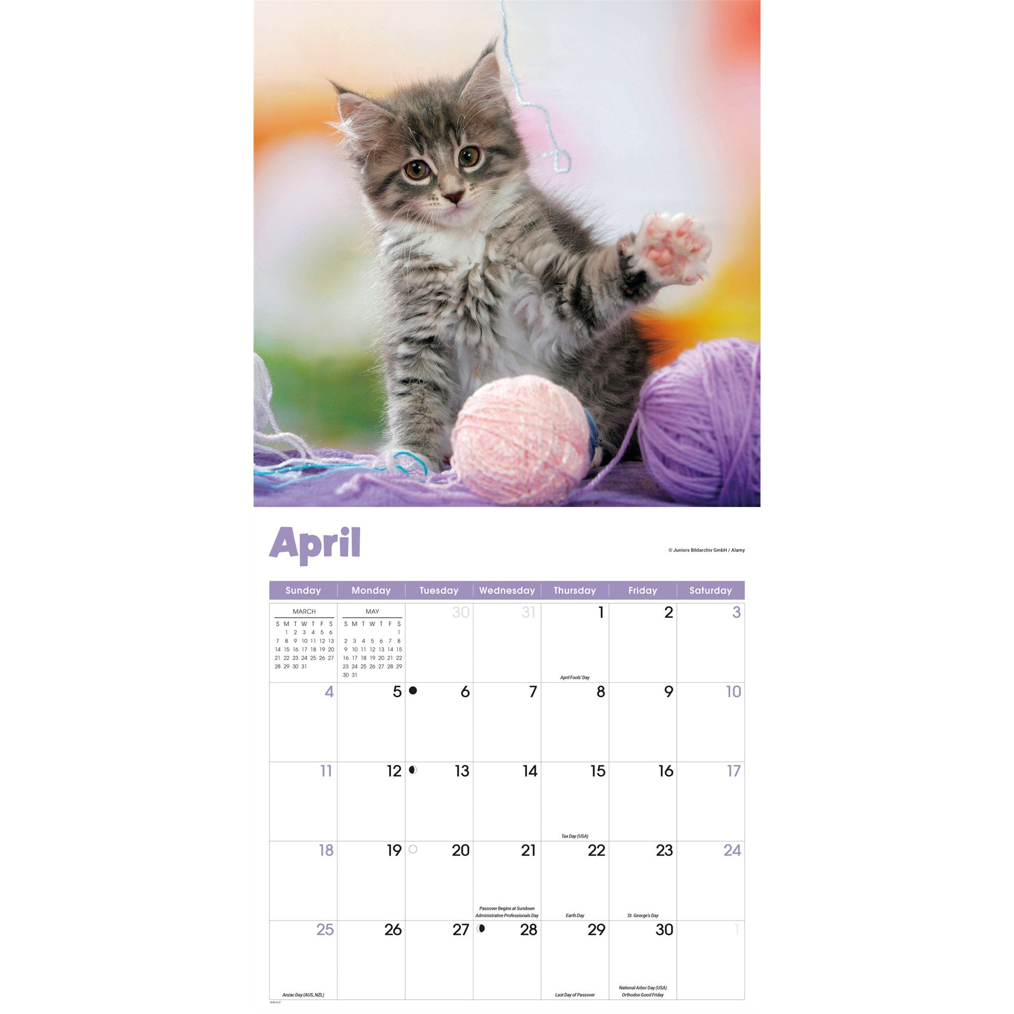 Calendrier mural 2027 Chaton curieux