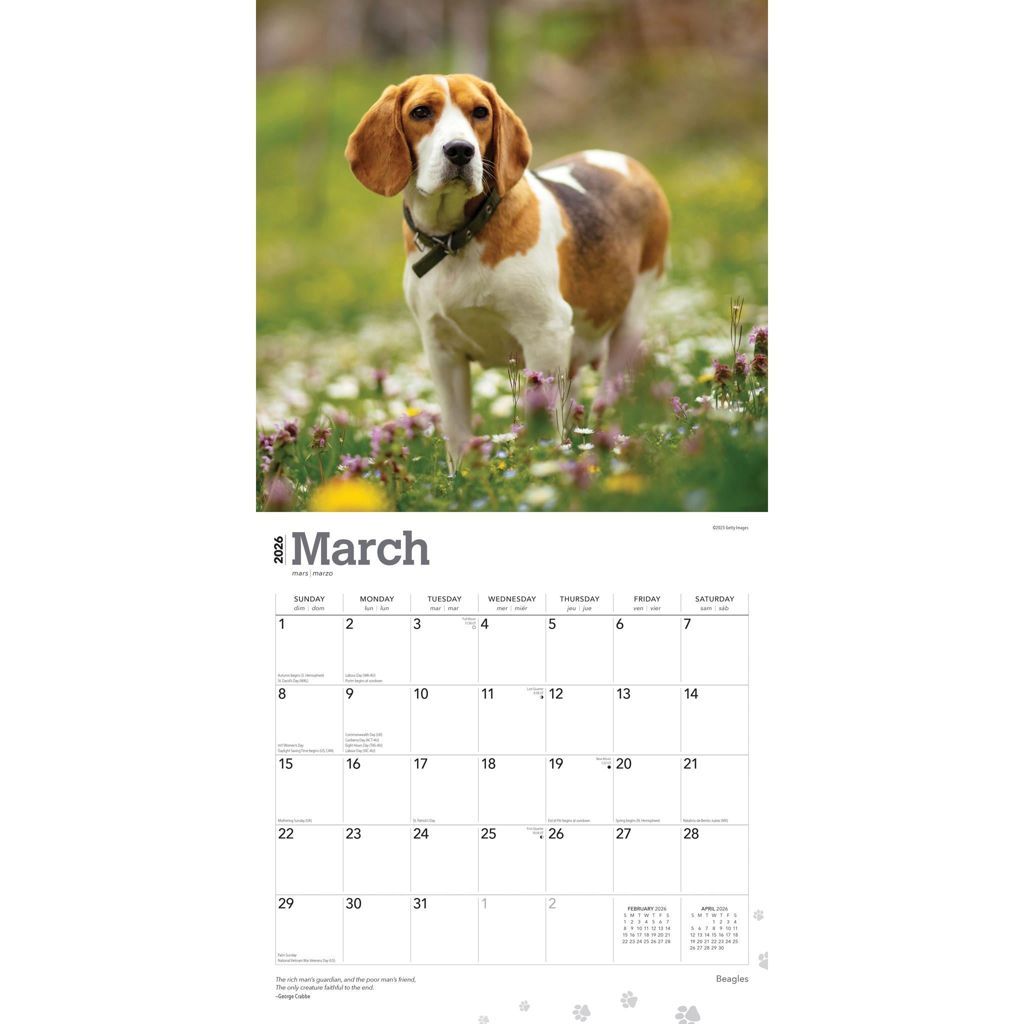 Calendrier mural Beagles 2026
