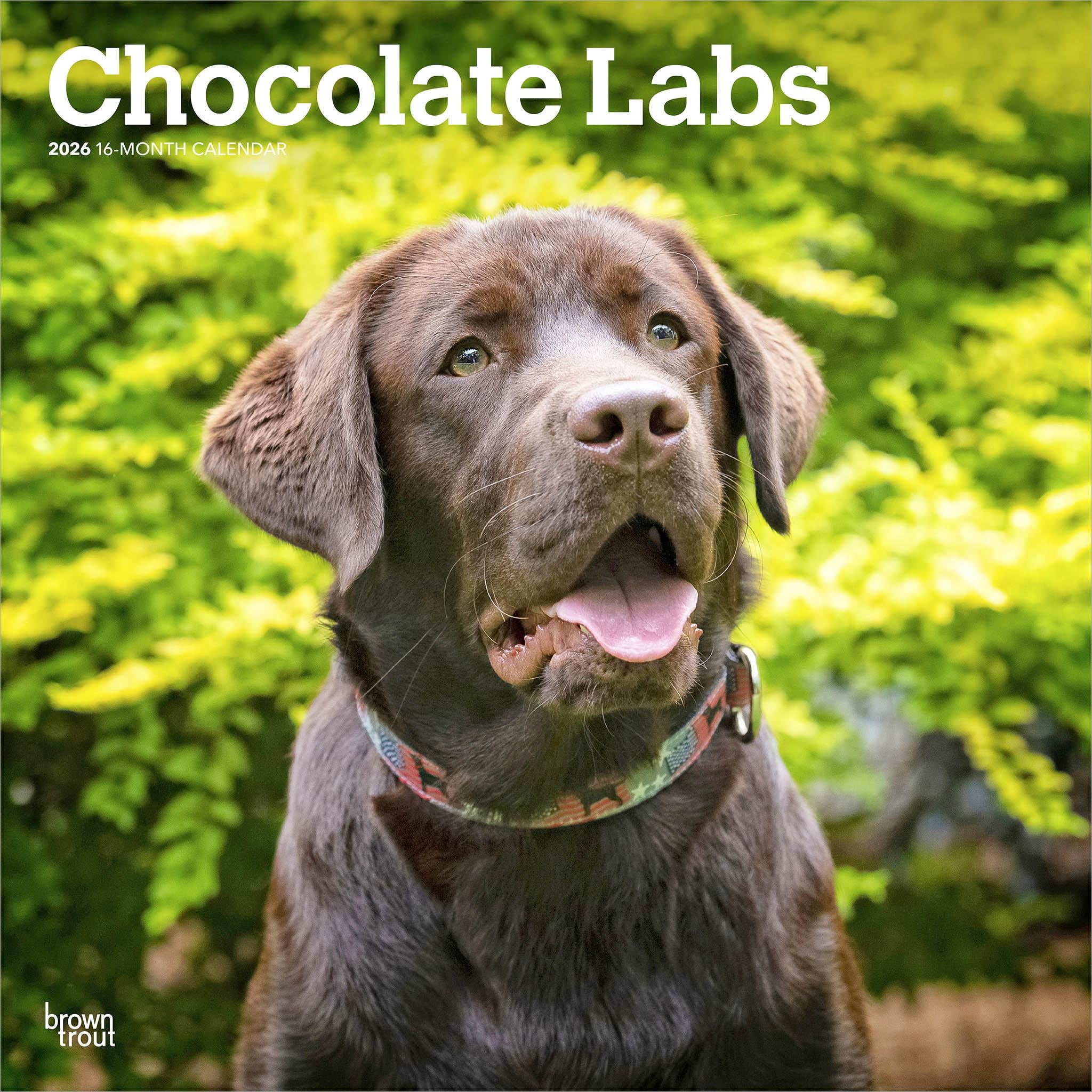 Calendrier mural Chocolate Labs 2026