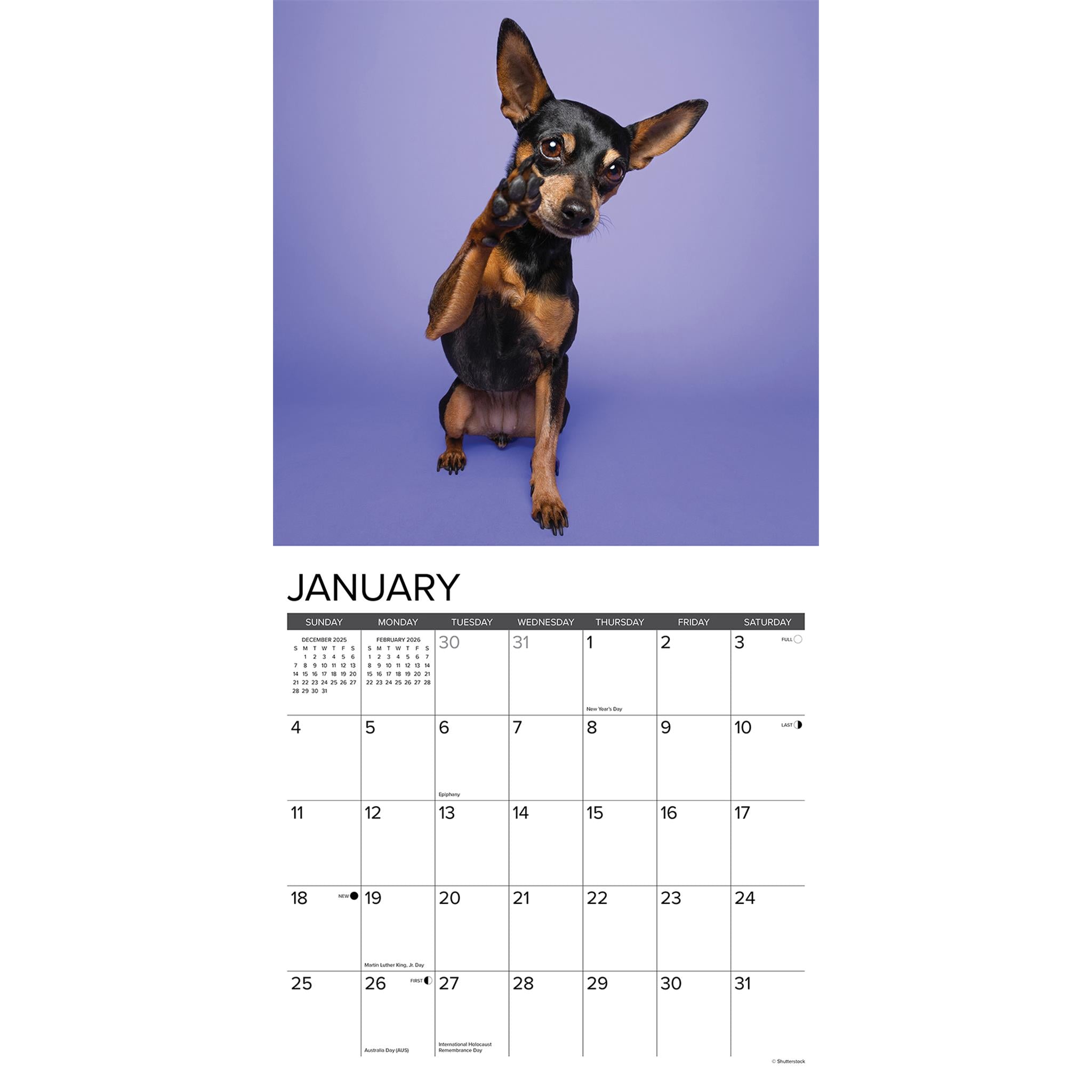 Miniature Pinschers 2026 Just Wall Calendar - Online Only