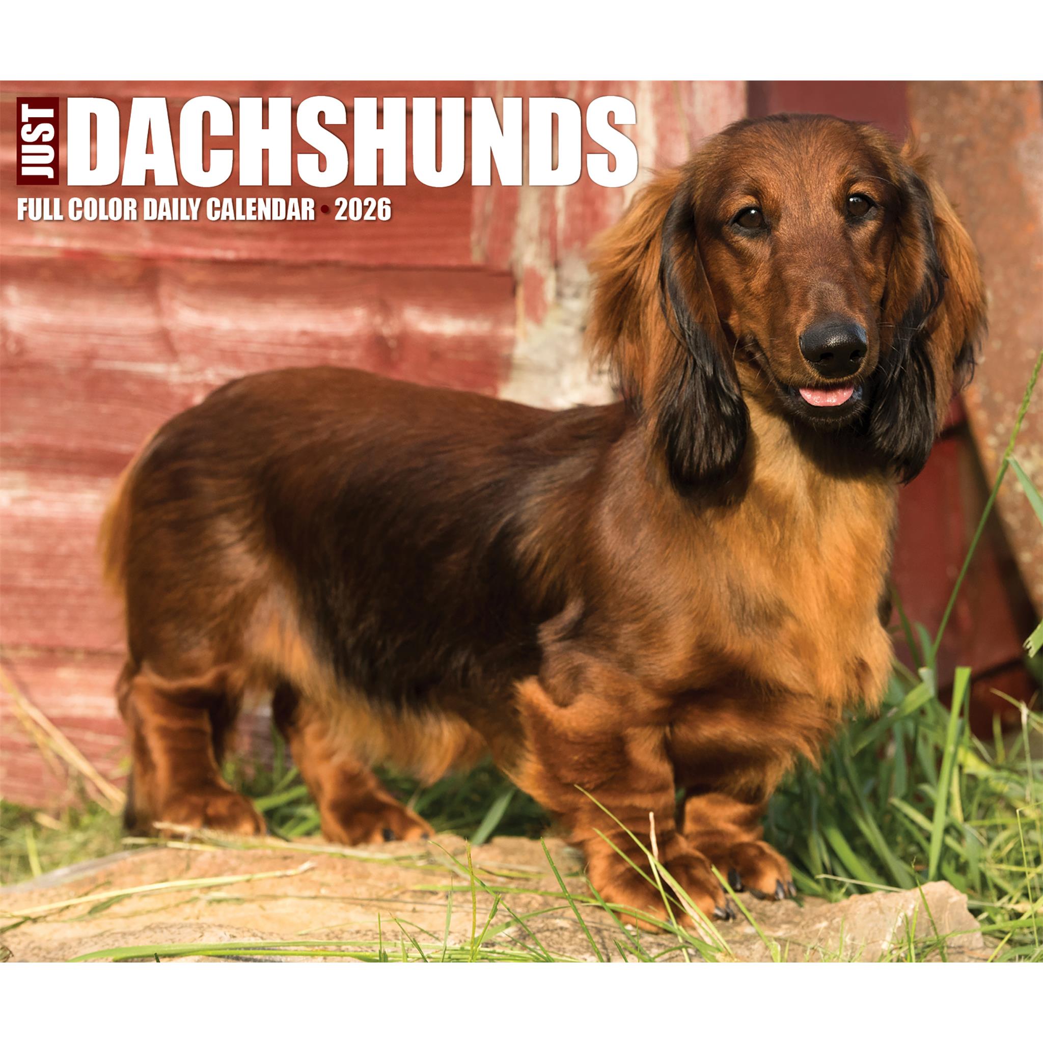 Dachshunds 2026 Just Box Calendar