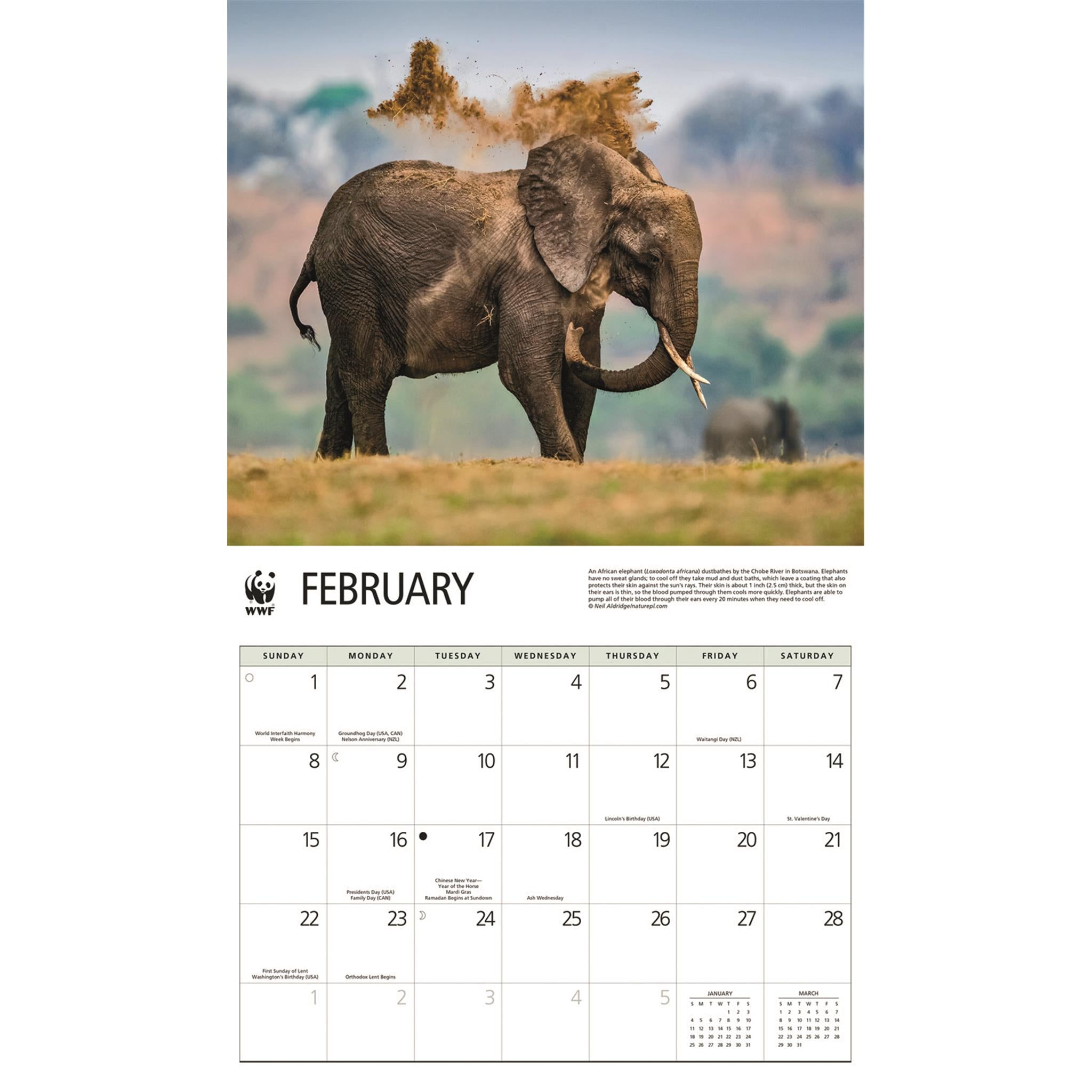 World Wildlife Fund Elephants 2026 Wall Calendar