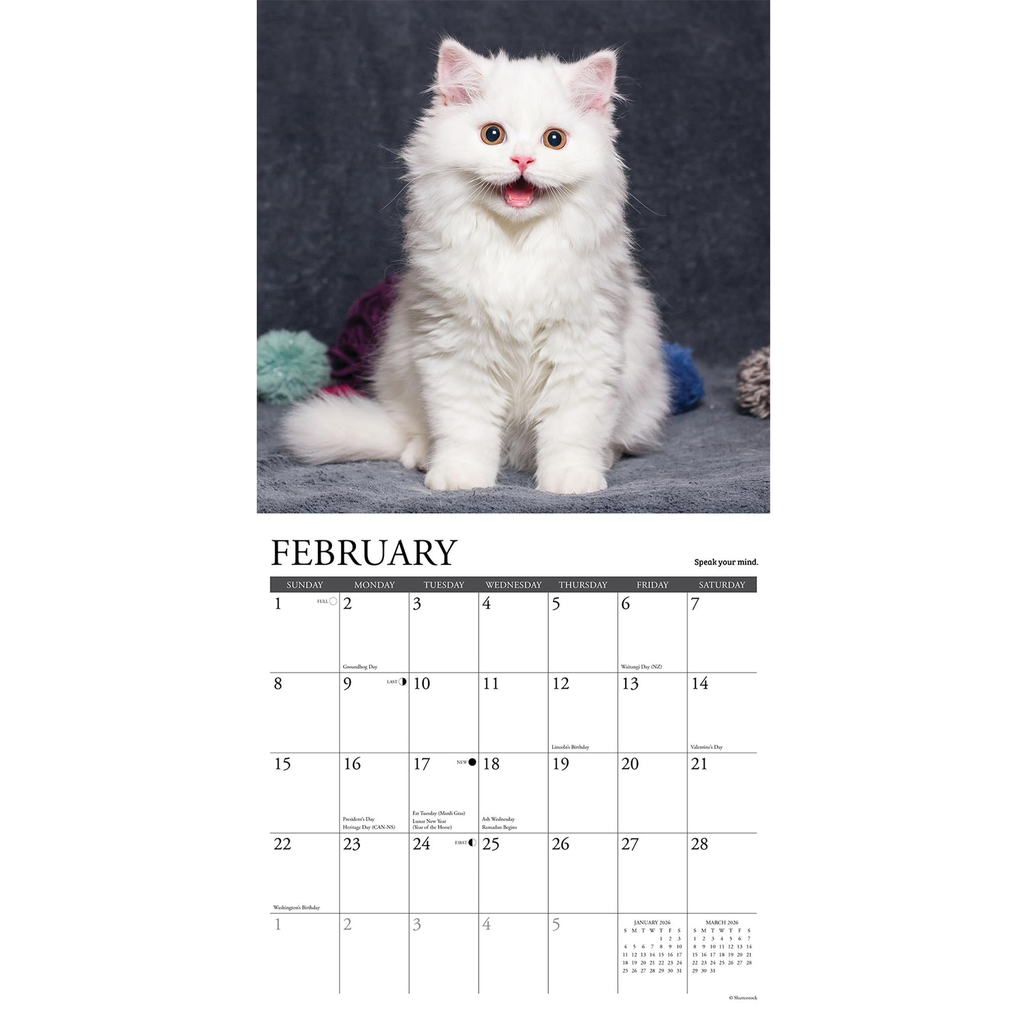 What Kittens Teach Us 2026 Wall Calendar