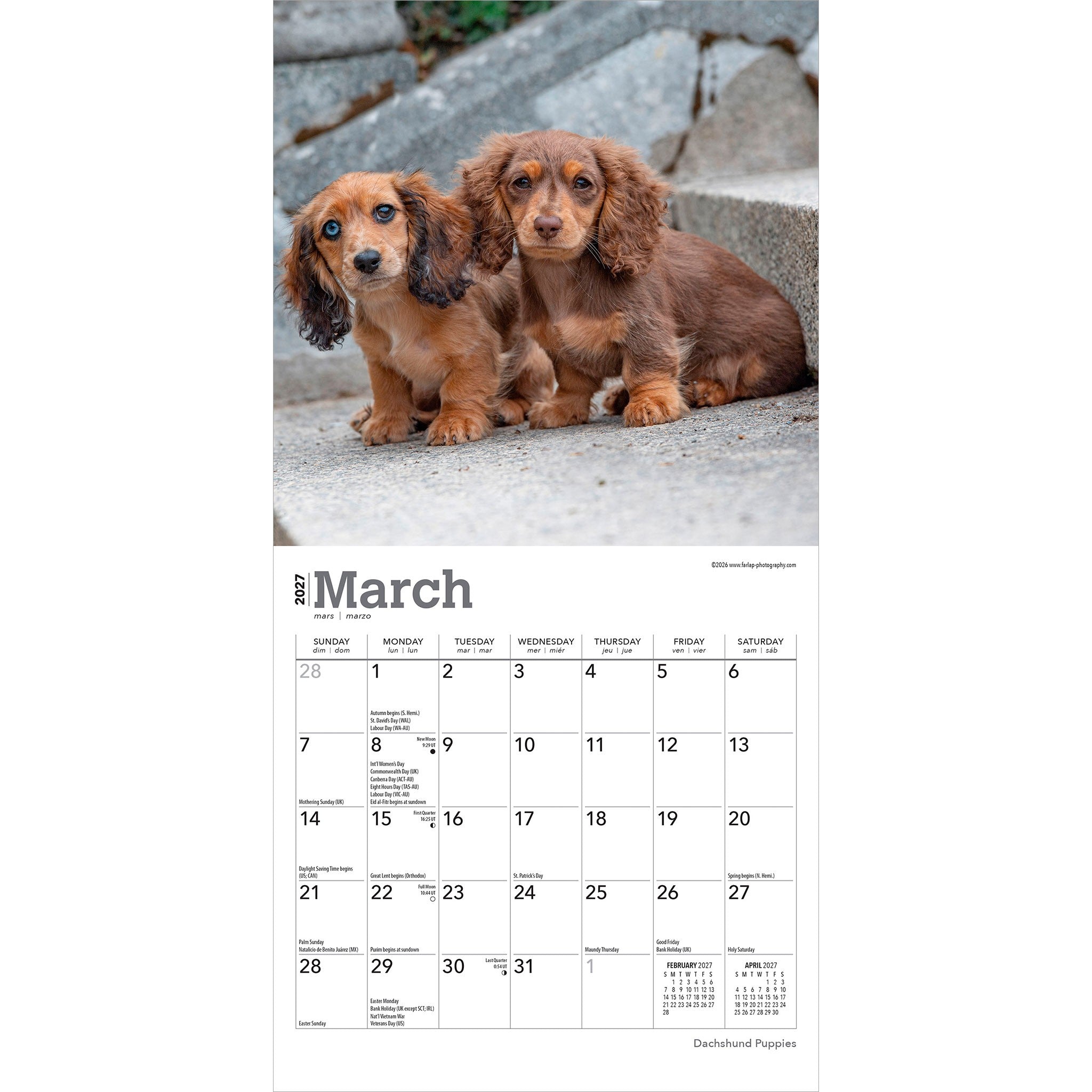 Dachshund Puppies 2027 Mini Calendar