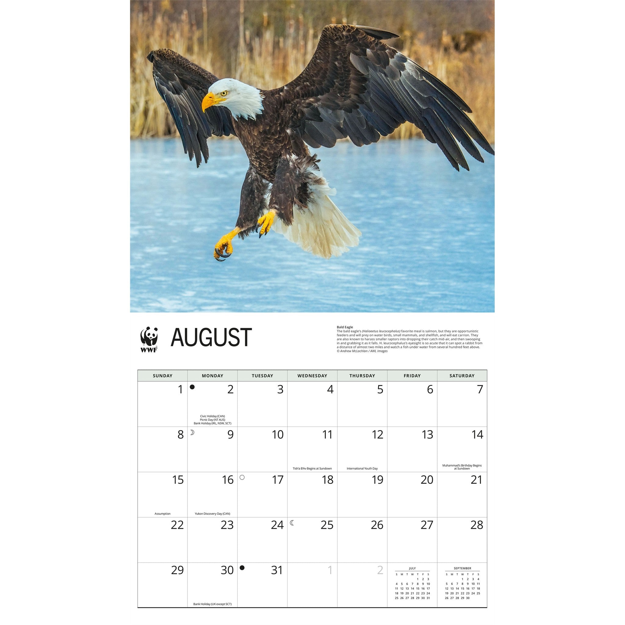 Calendrier mural 2027 Aigles - WWF
