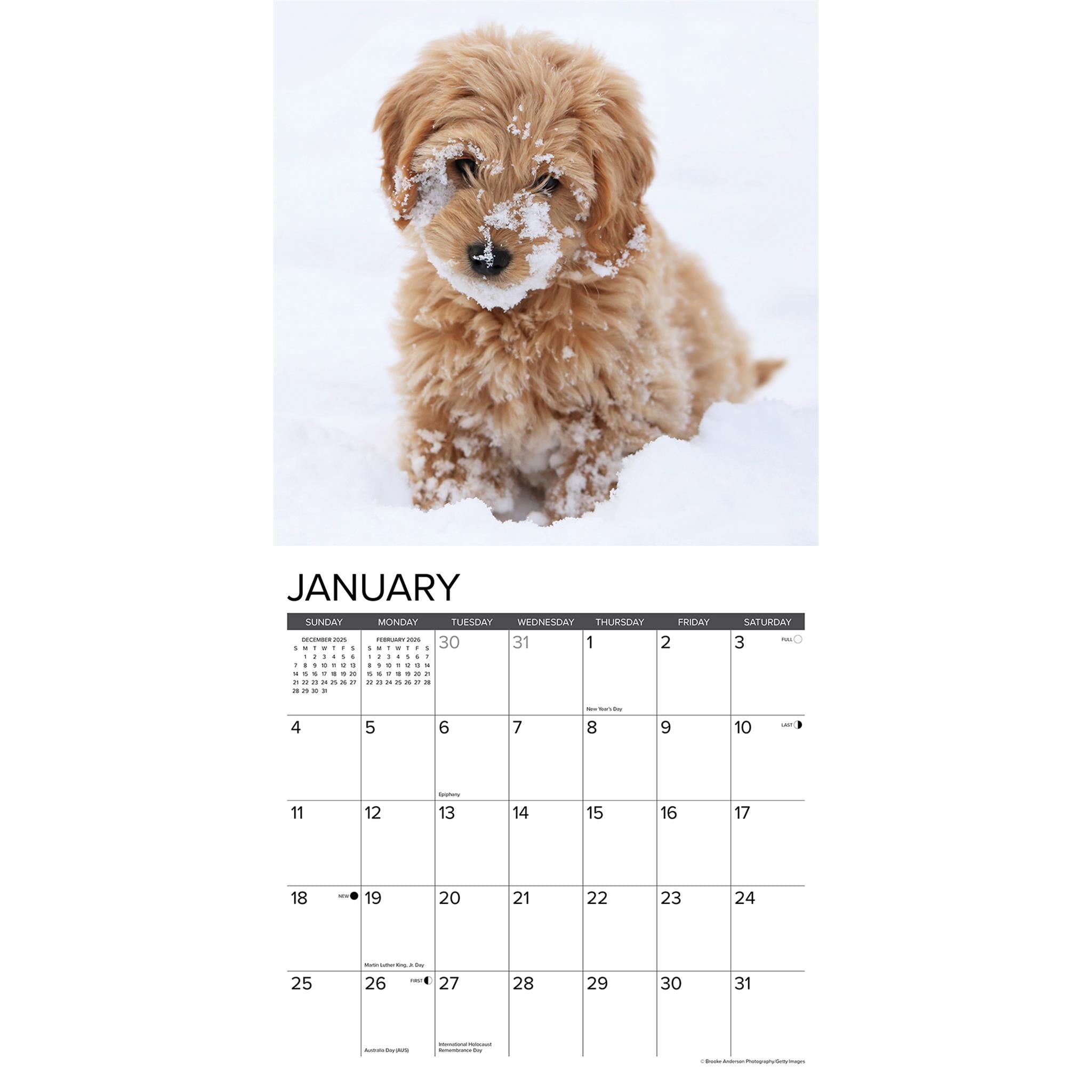 Goldendoodle Puppies 2026 Just Wall Calendar