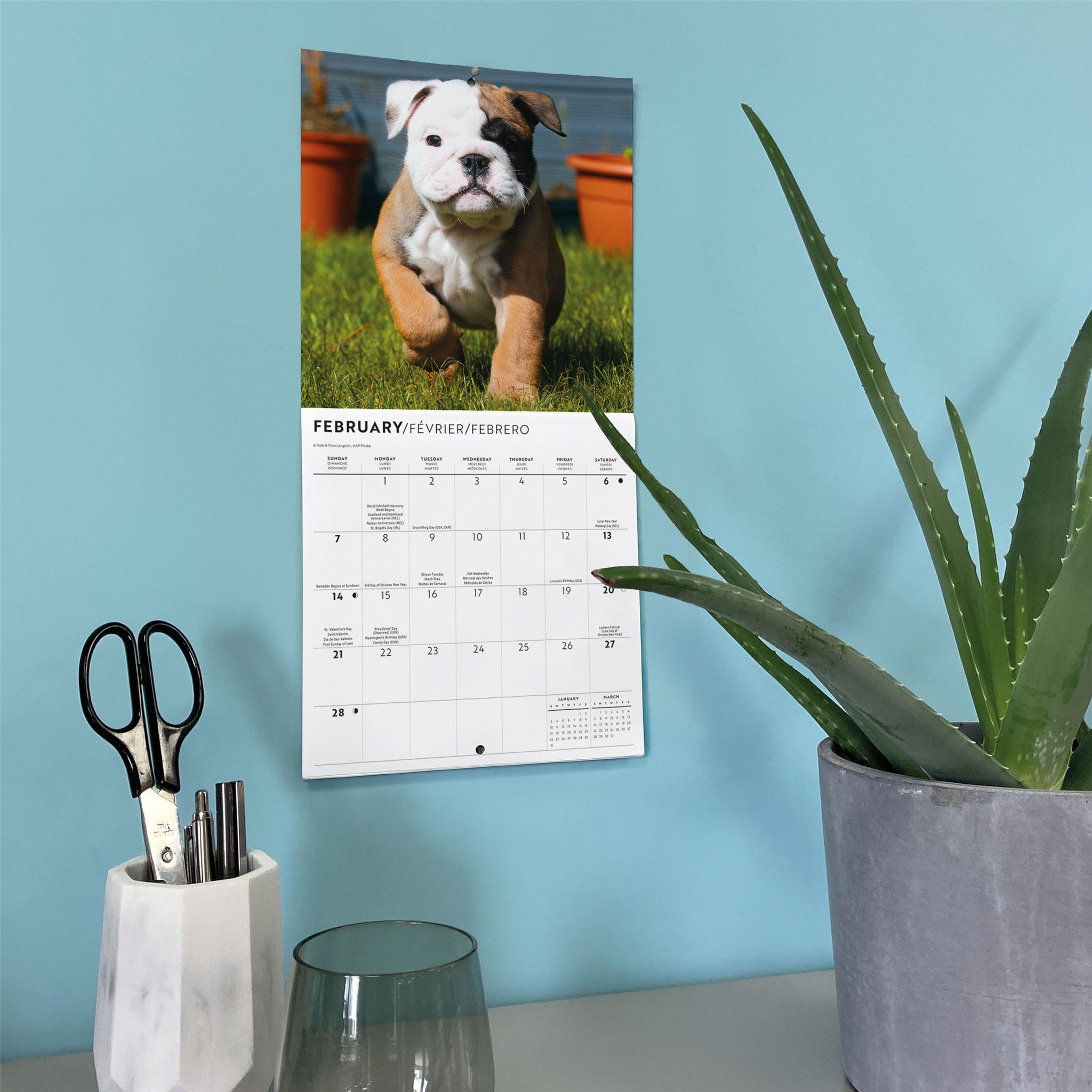 Mini-calendrier Chiots Bouledogues 2027