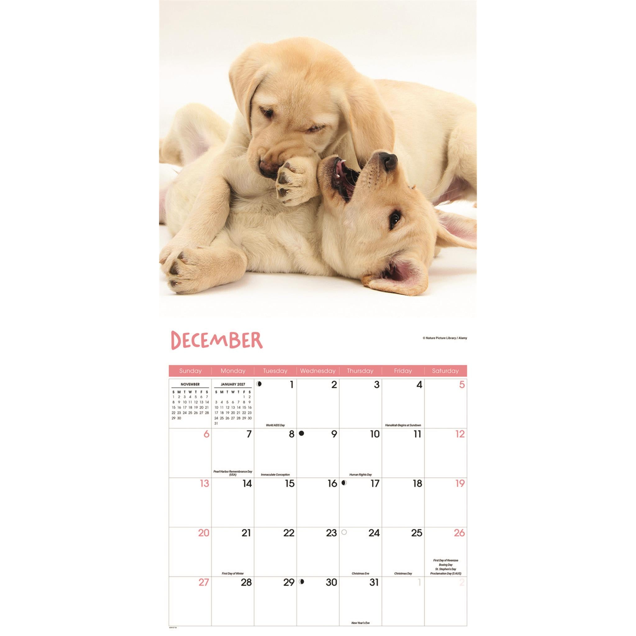 Calendrier mural Chiots joueurs 2026