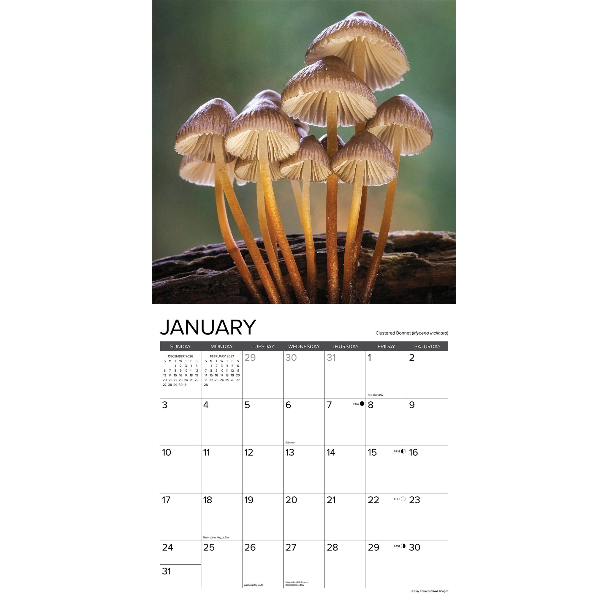 Mushrooms 2027 Wall Calendar - Online Only