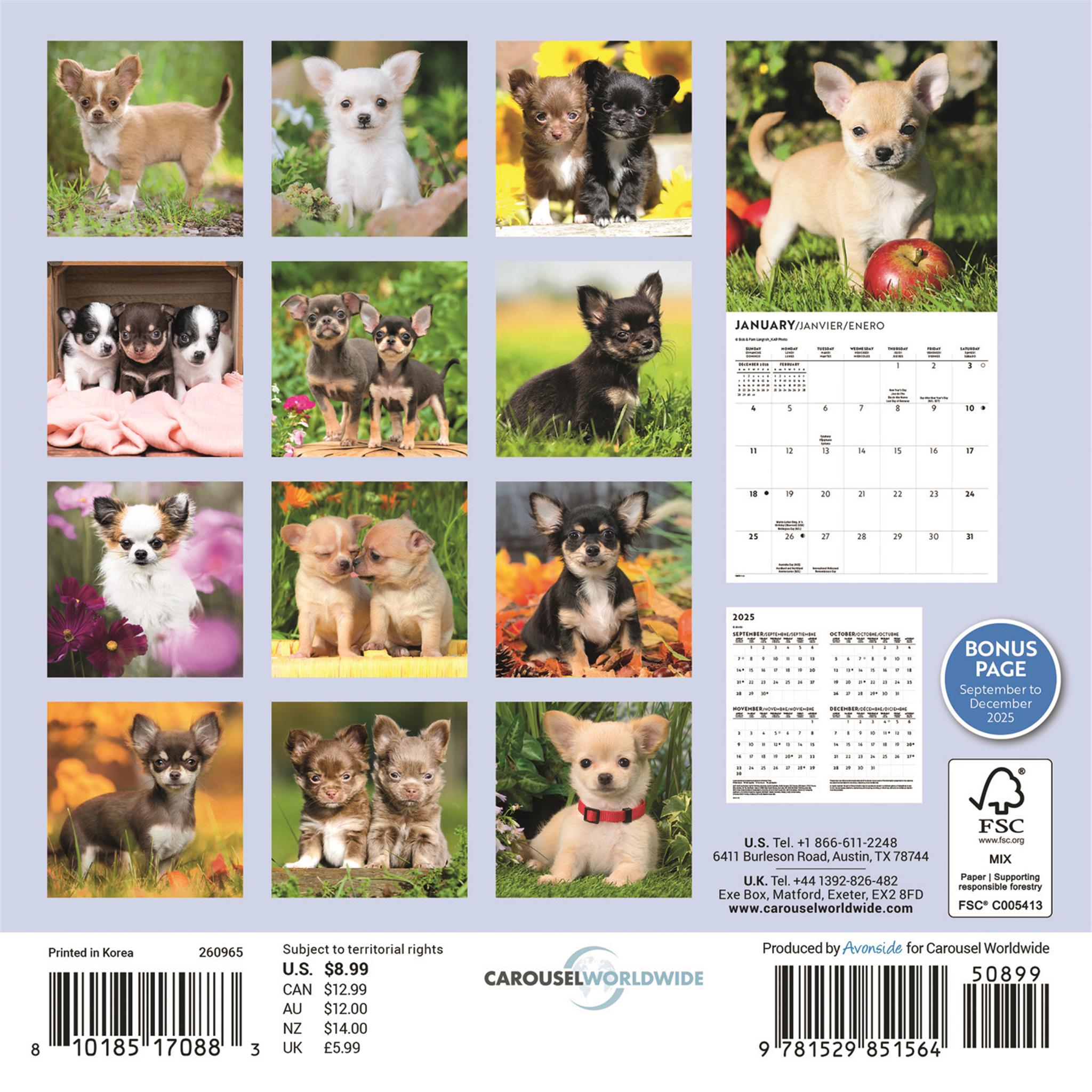 Mini calendrier des chiots Chihuahua 2026