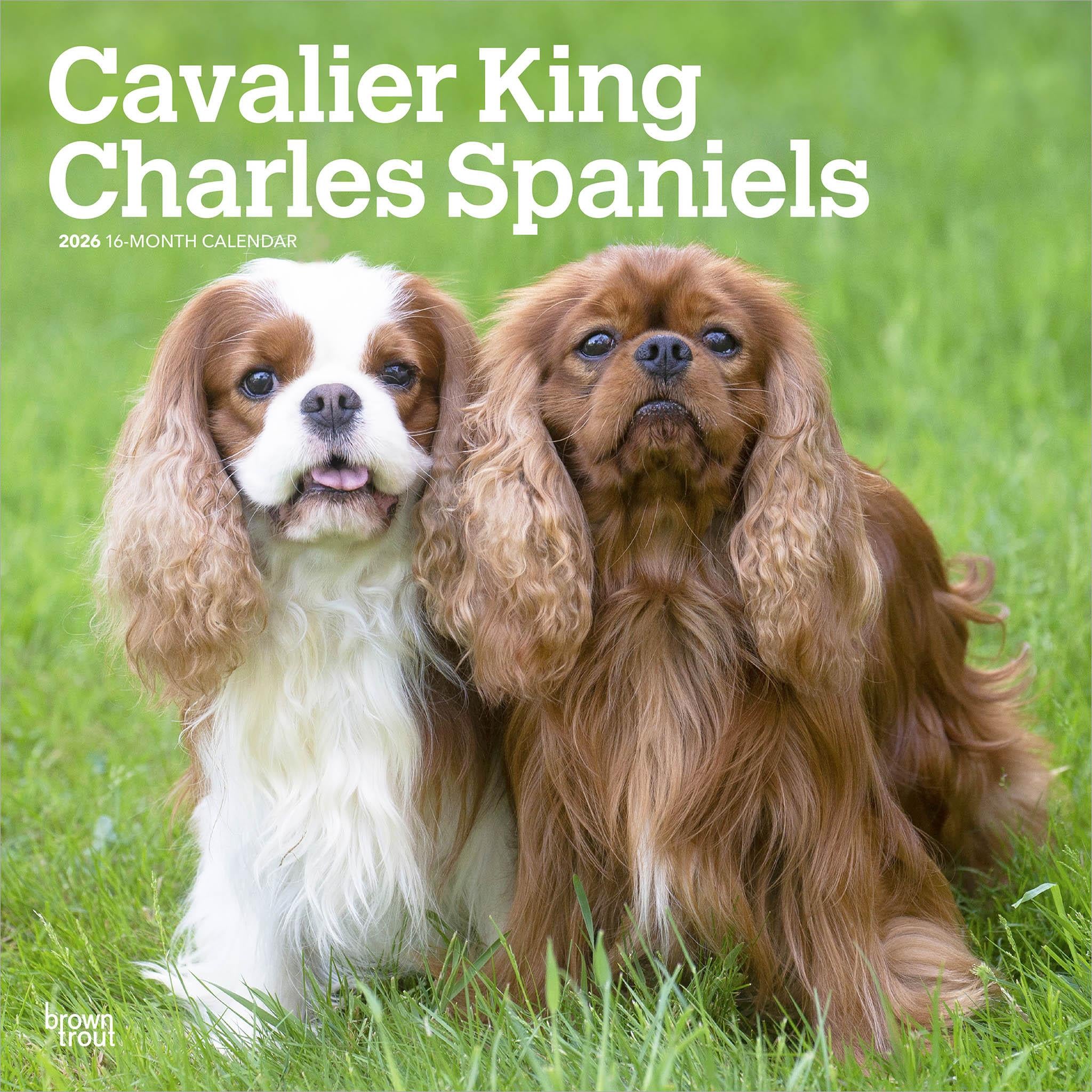 Calendrier mural Cavalier King Charles Spaniels 2026