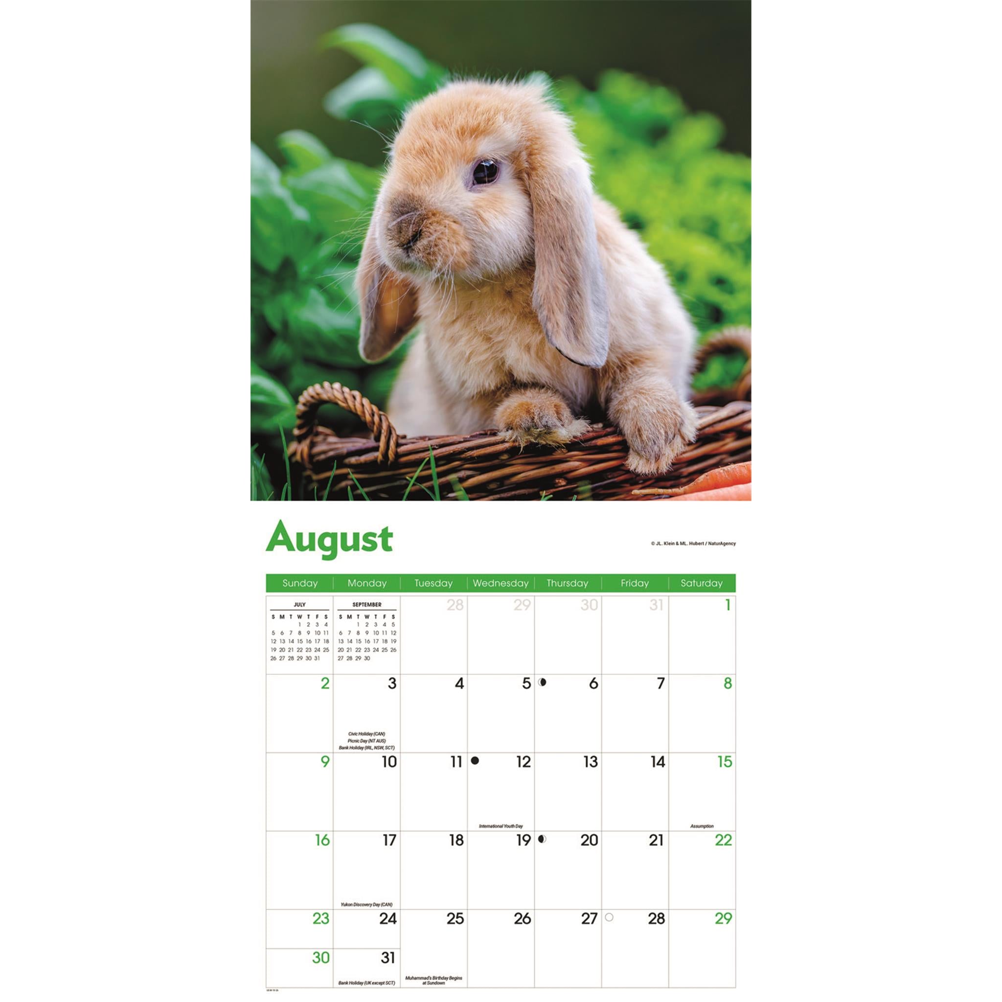 Calendrier mural Lapins 2026