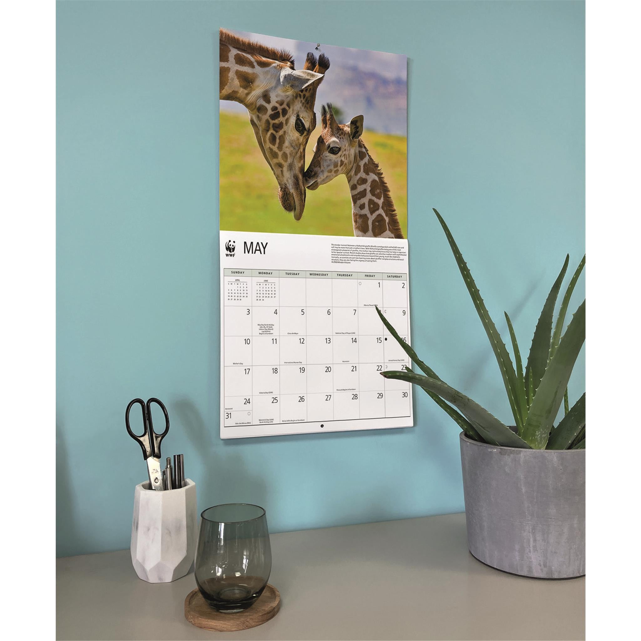 Calendrier mural 2026 du Fonds mondial pour la nature (WWF) sur les girafes