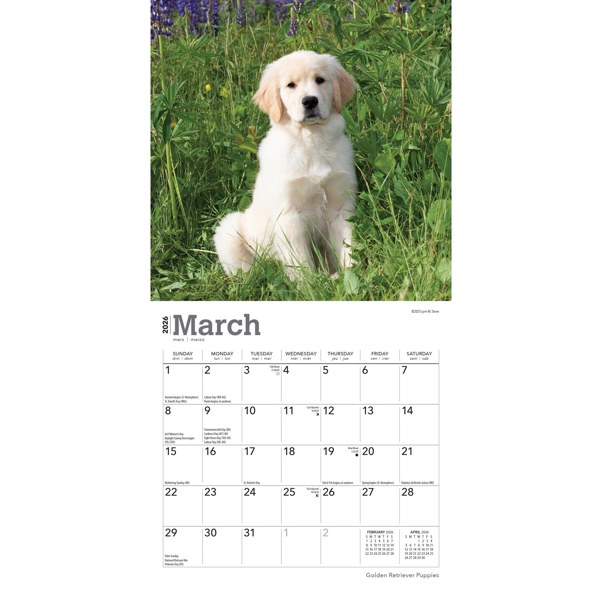 Golden Retriever Puppies 2026 Mini Calendar