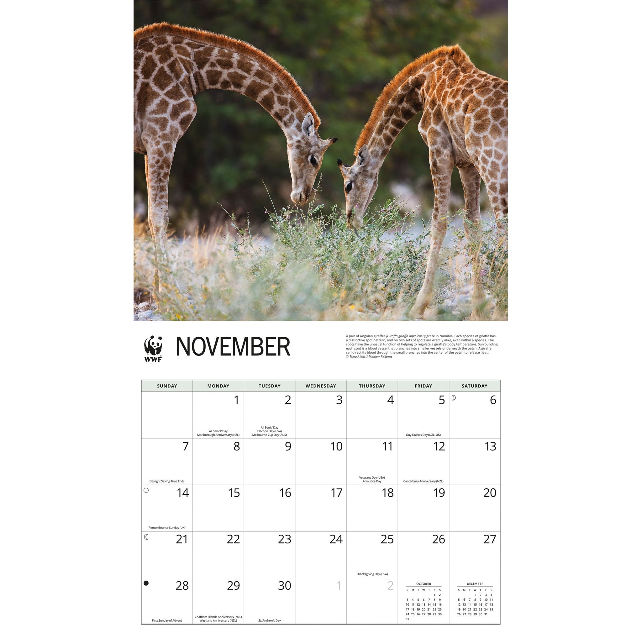 Calendrier mural 2027 WWF Girafes