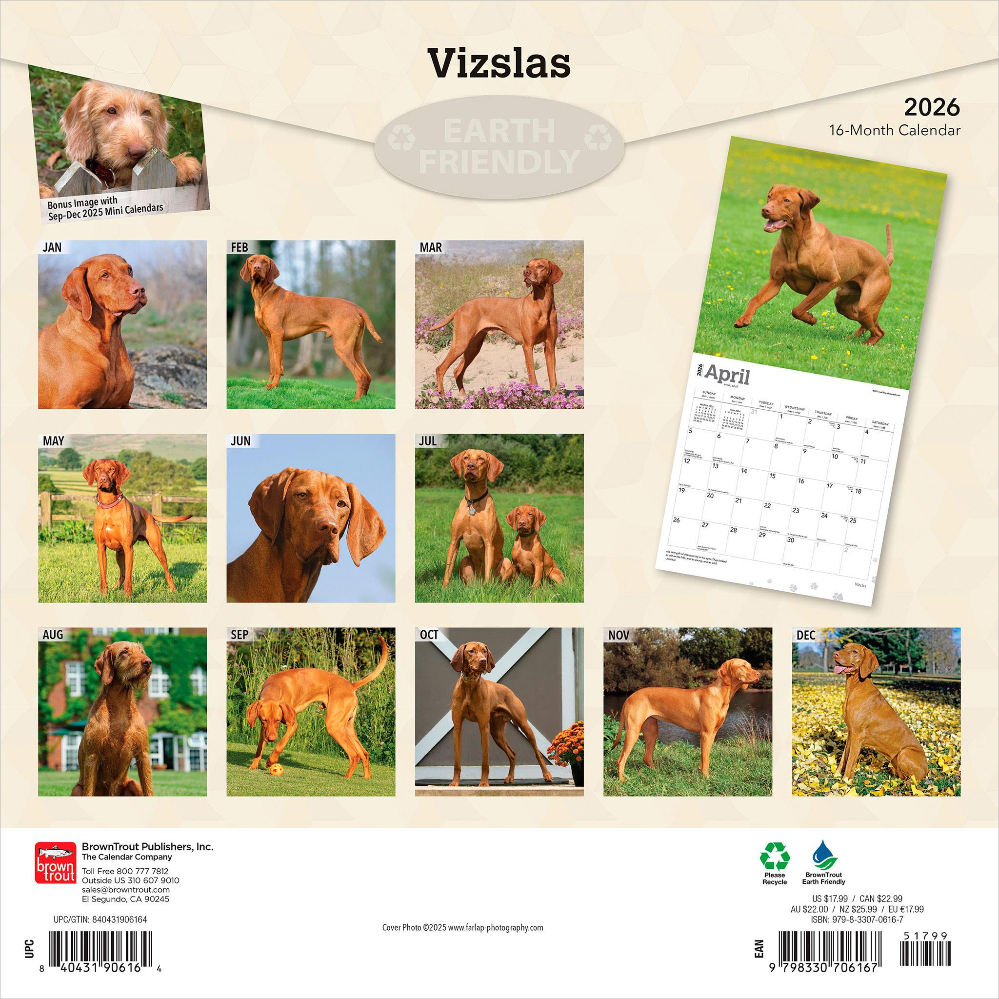 Calendrier mural Vizslas 2026