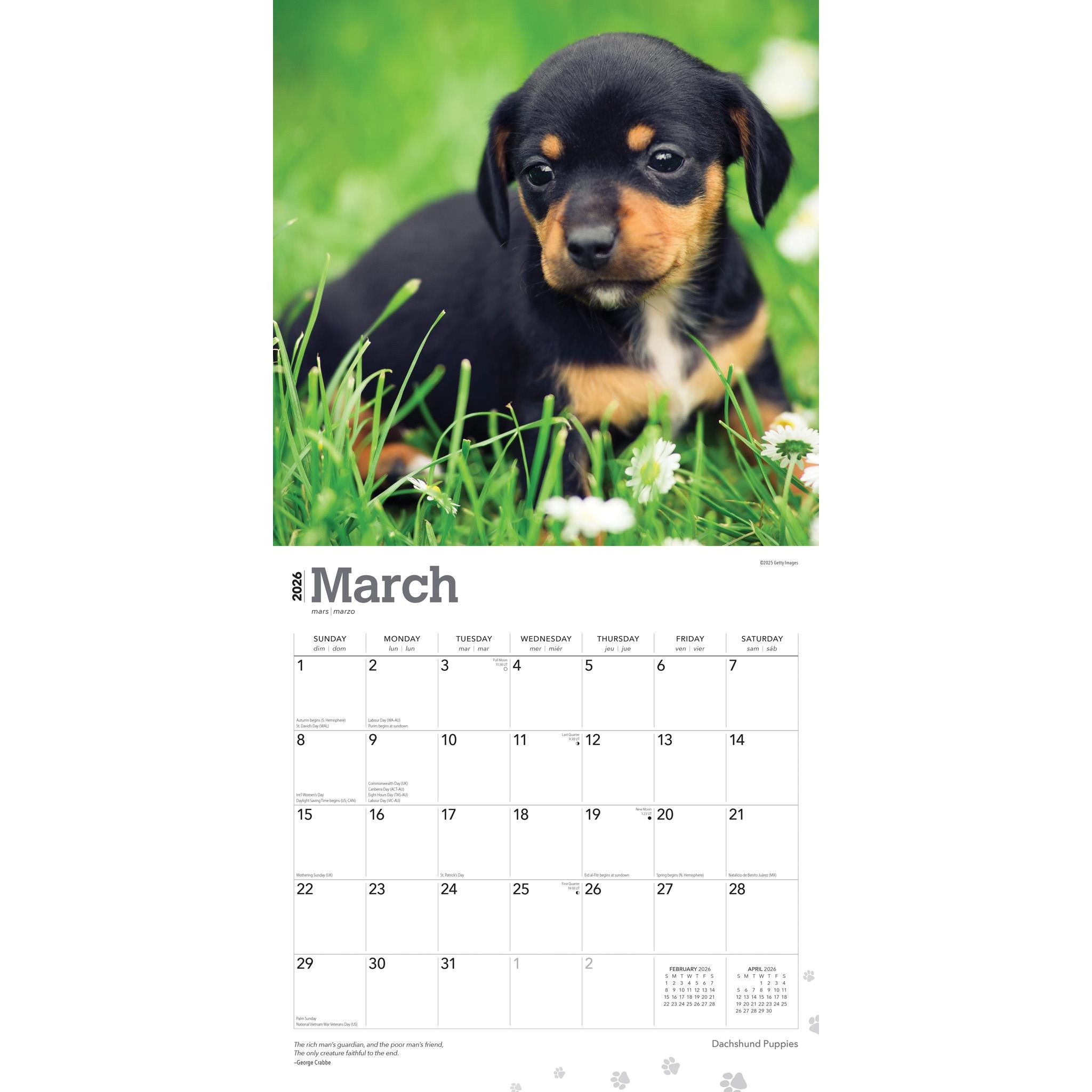 Calendrier mural des chiots teckels 2026