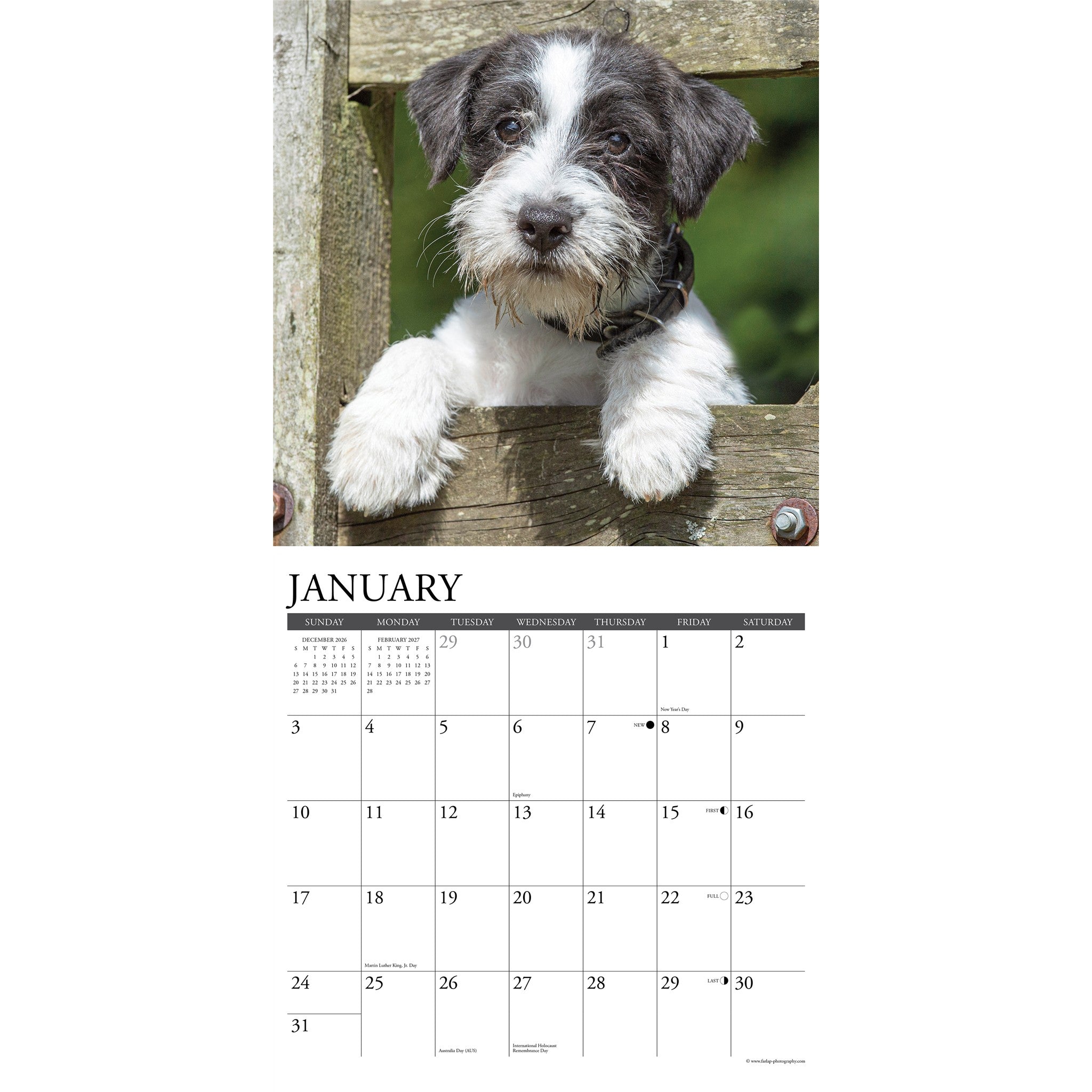 Jack Russells 2027 Wall Calendar