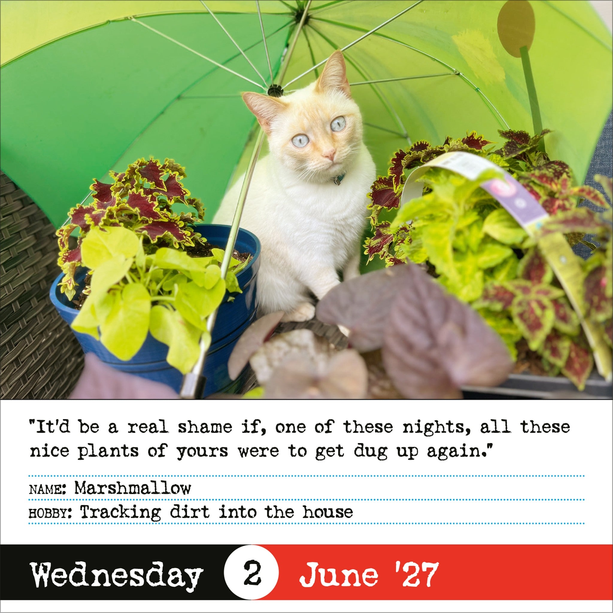 Bad Cat 2027 Box Calendar