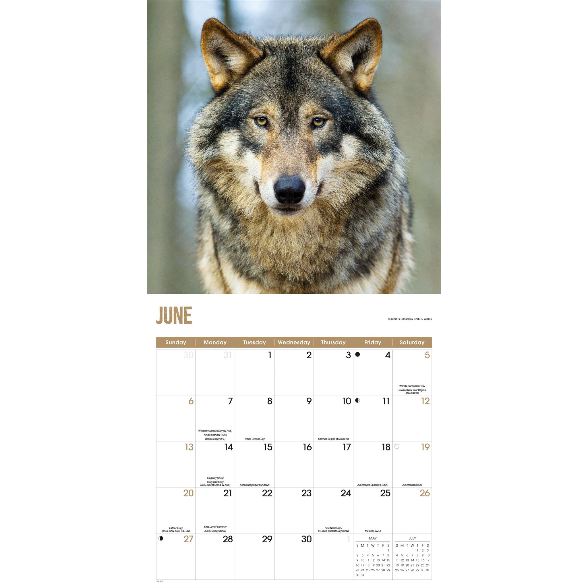 Calendrier mural Loups 2027
