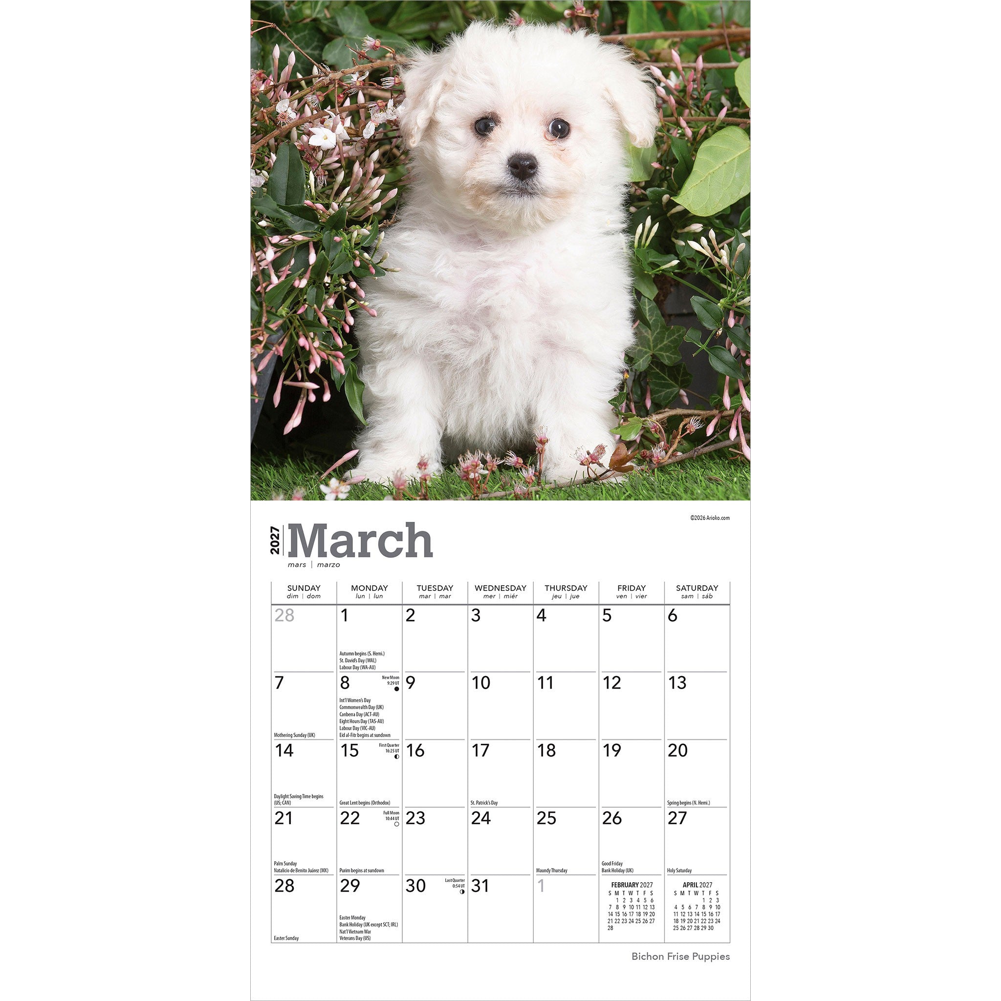 Bichon Frise Puppies 2027 Mini Calendar