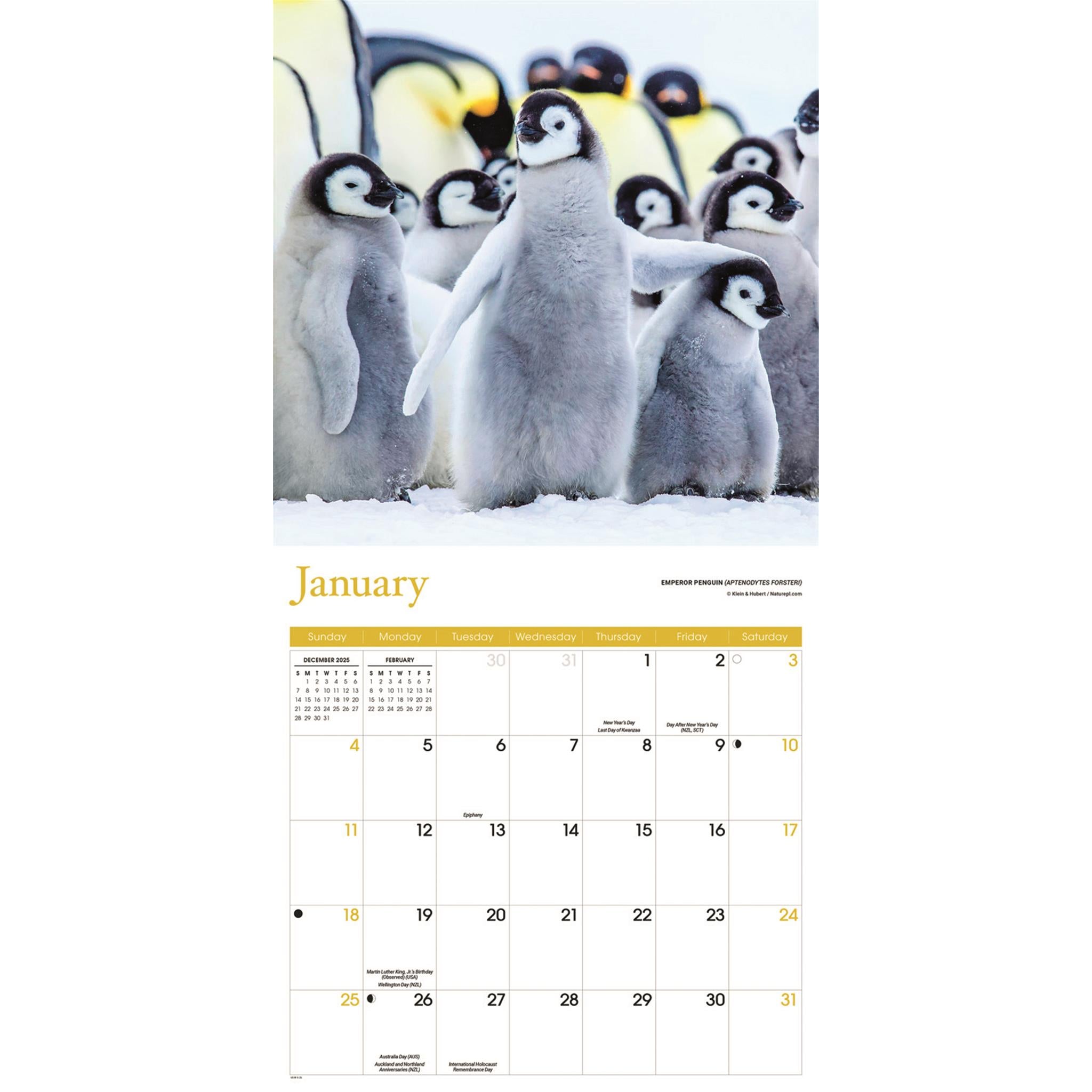 Calendrier mural Bébés Animaux 2026