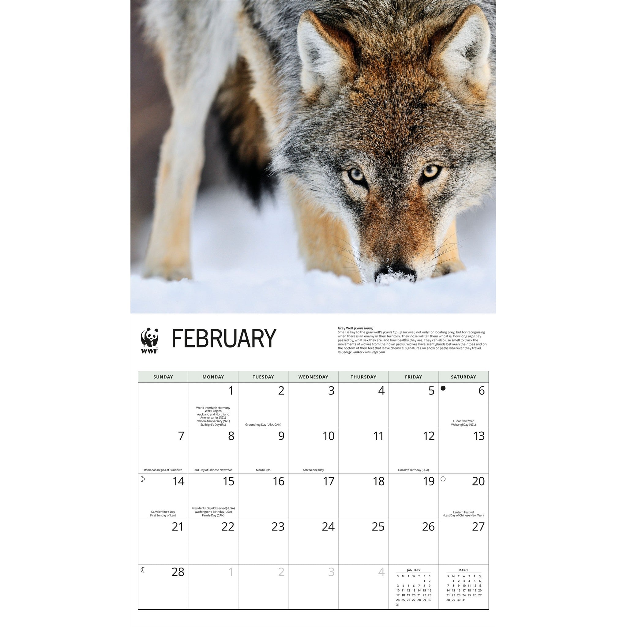 Calendrier mural Loups 2027 du Fonds mondial pour la nature