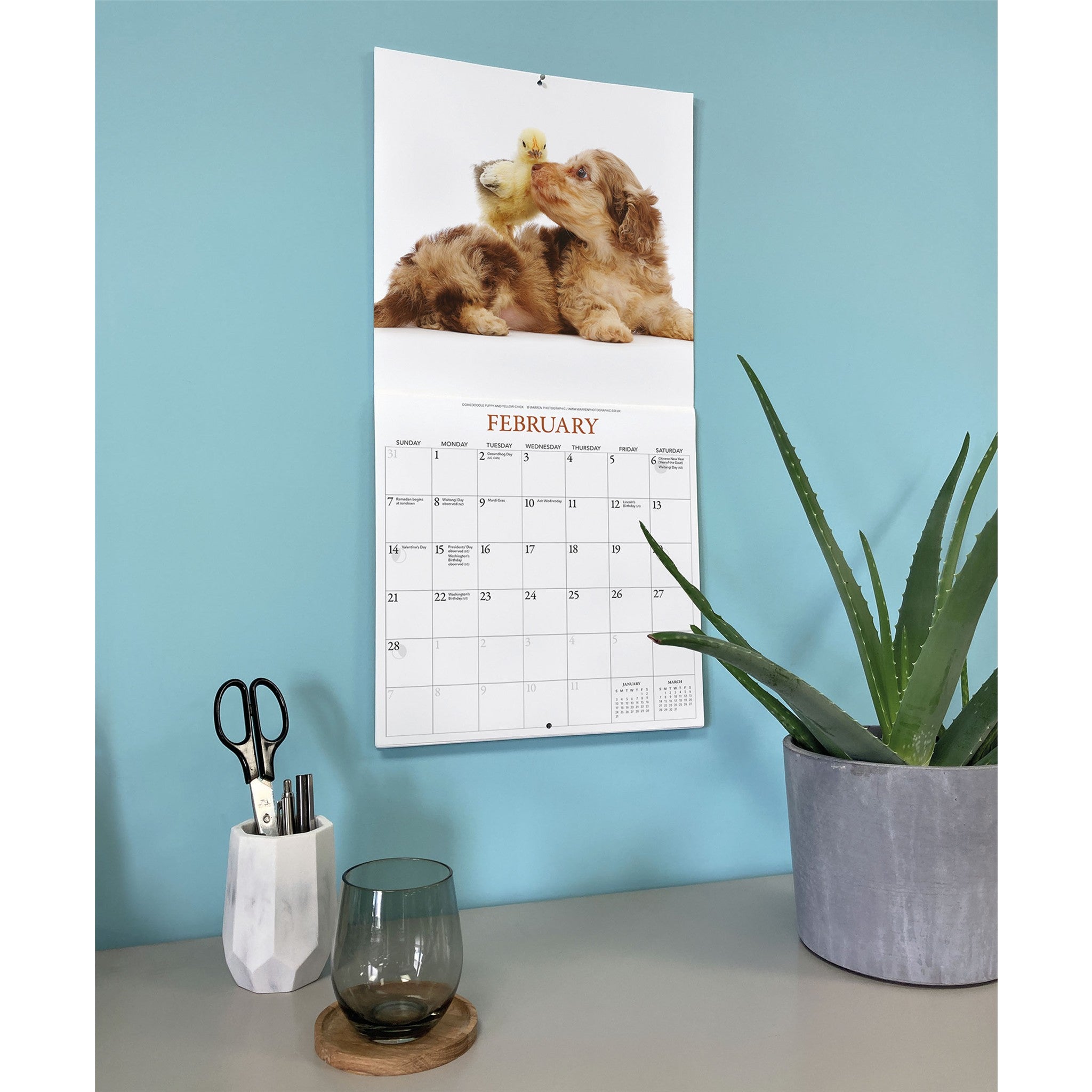 Calendrier mural Chiots et amis 2027