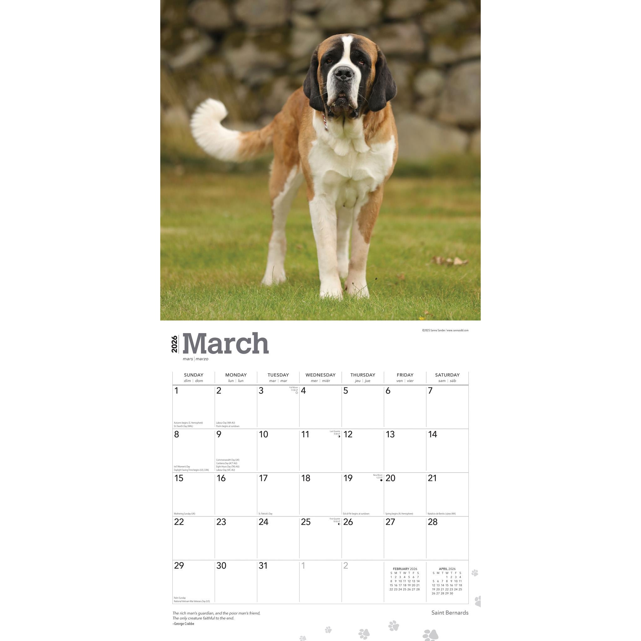 Saint Bernards 2026 Wall Calendar