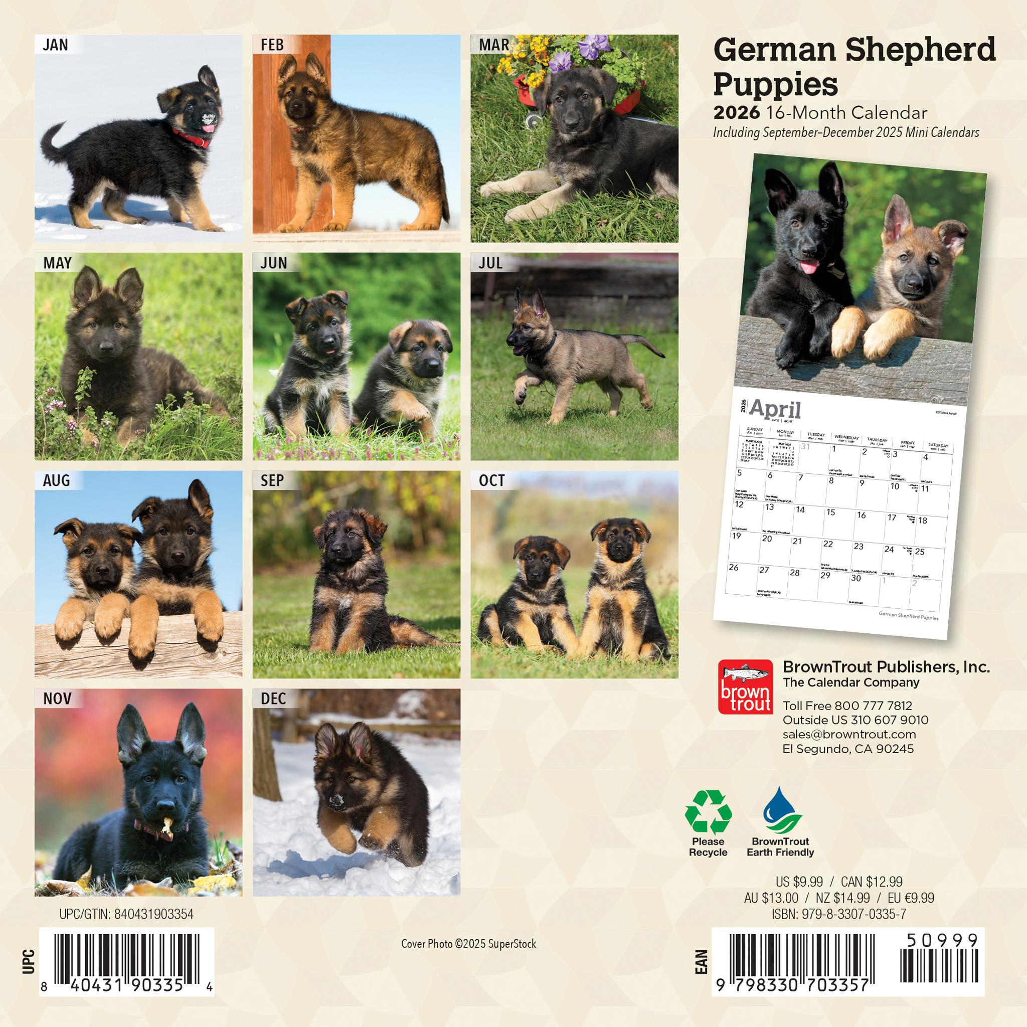 Mini calendrier 2026 des chiots Berger Allemand