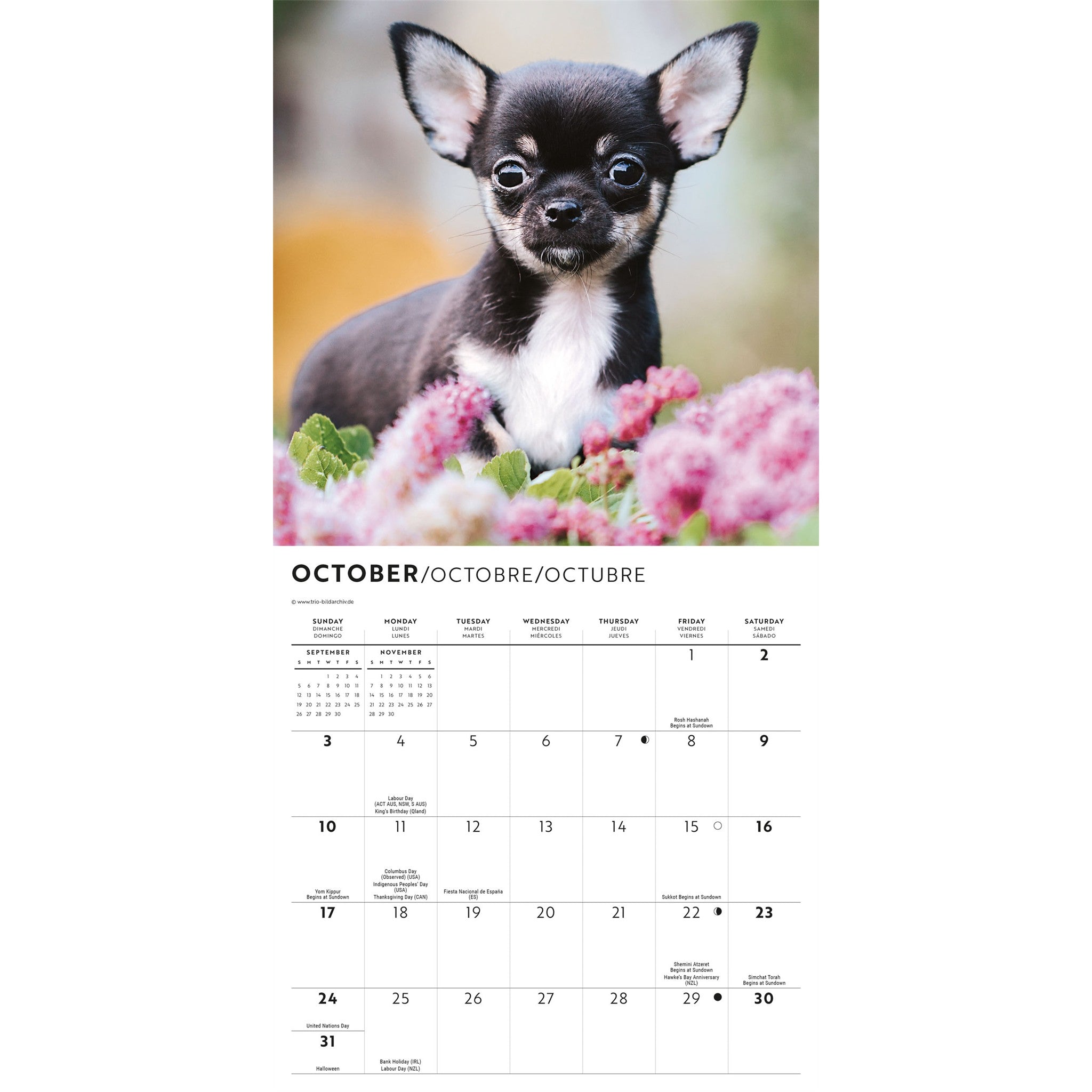 Calendrier Mini Chiots Chihuahuas 2027