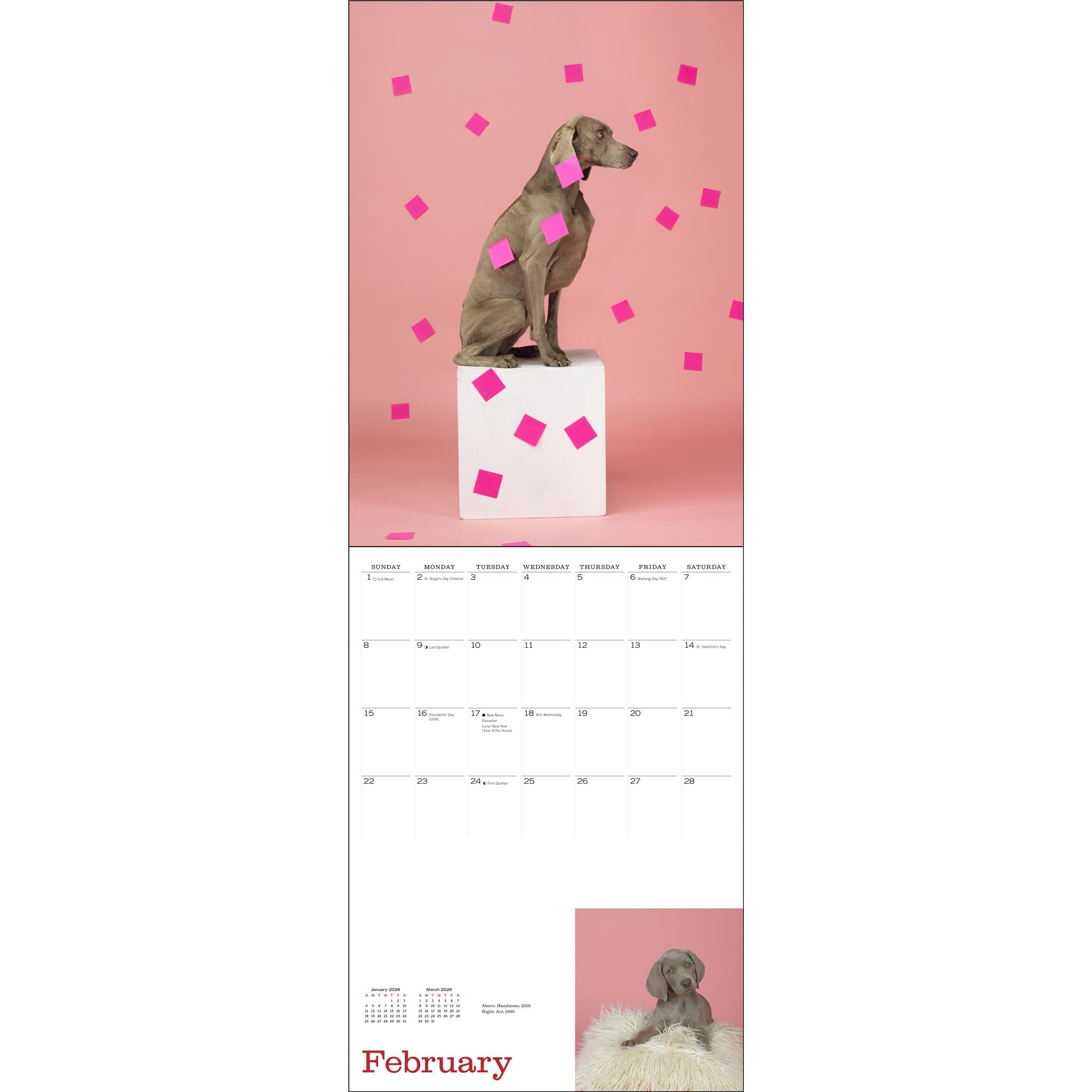 Calendrier mural 2026 des modèles préférés de William Wegman