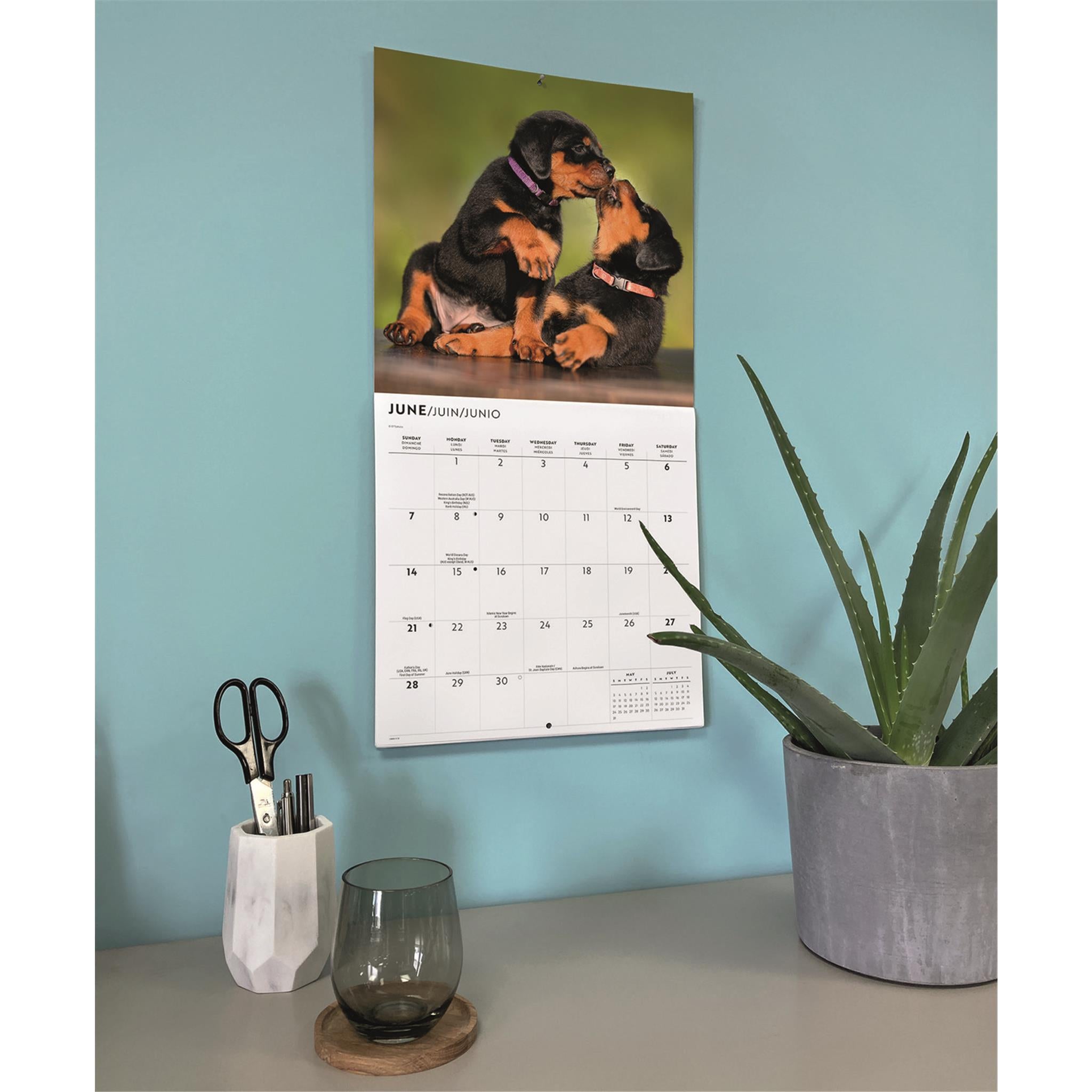 Calendrier mural des chiots Rottweiler 2026