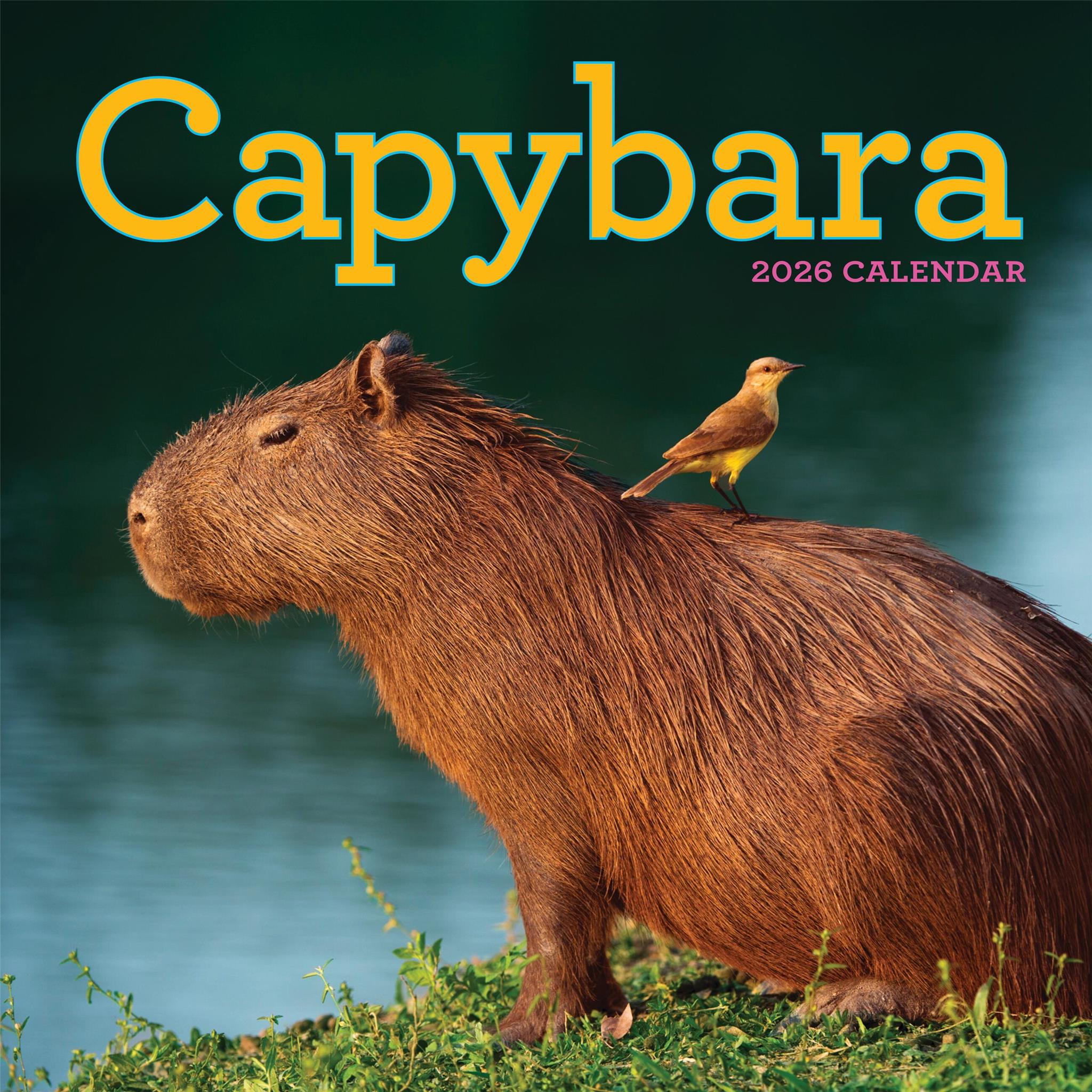 Calendrier mural Capybara 2026