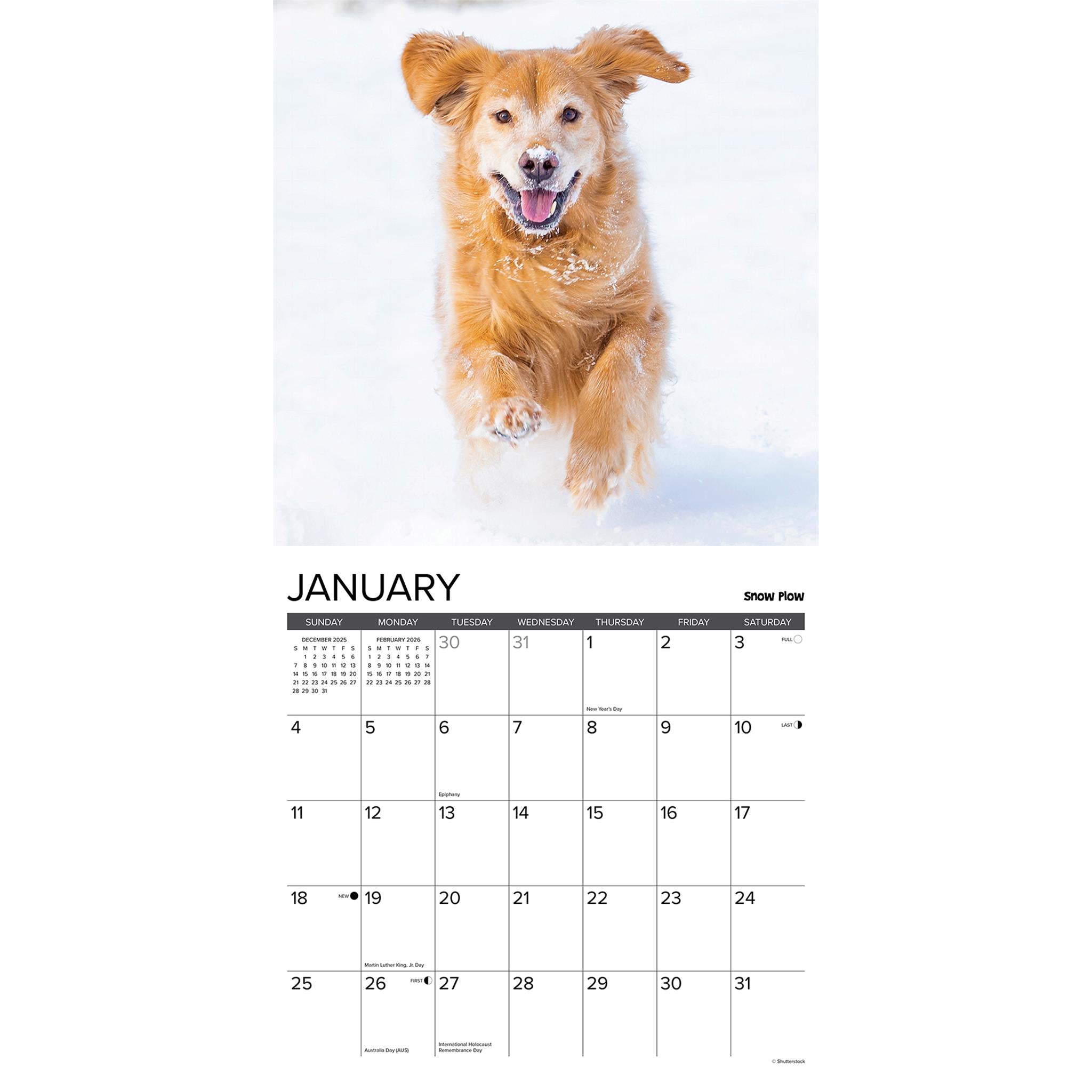 Calendrier mural Goldens 12 utilisations pour 2026 - Disponible uniquement en ligne