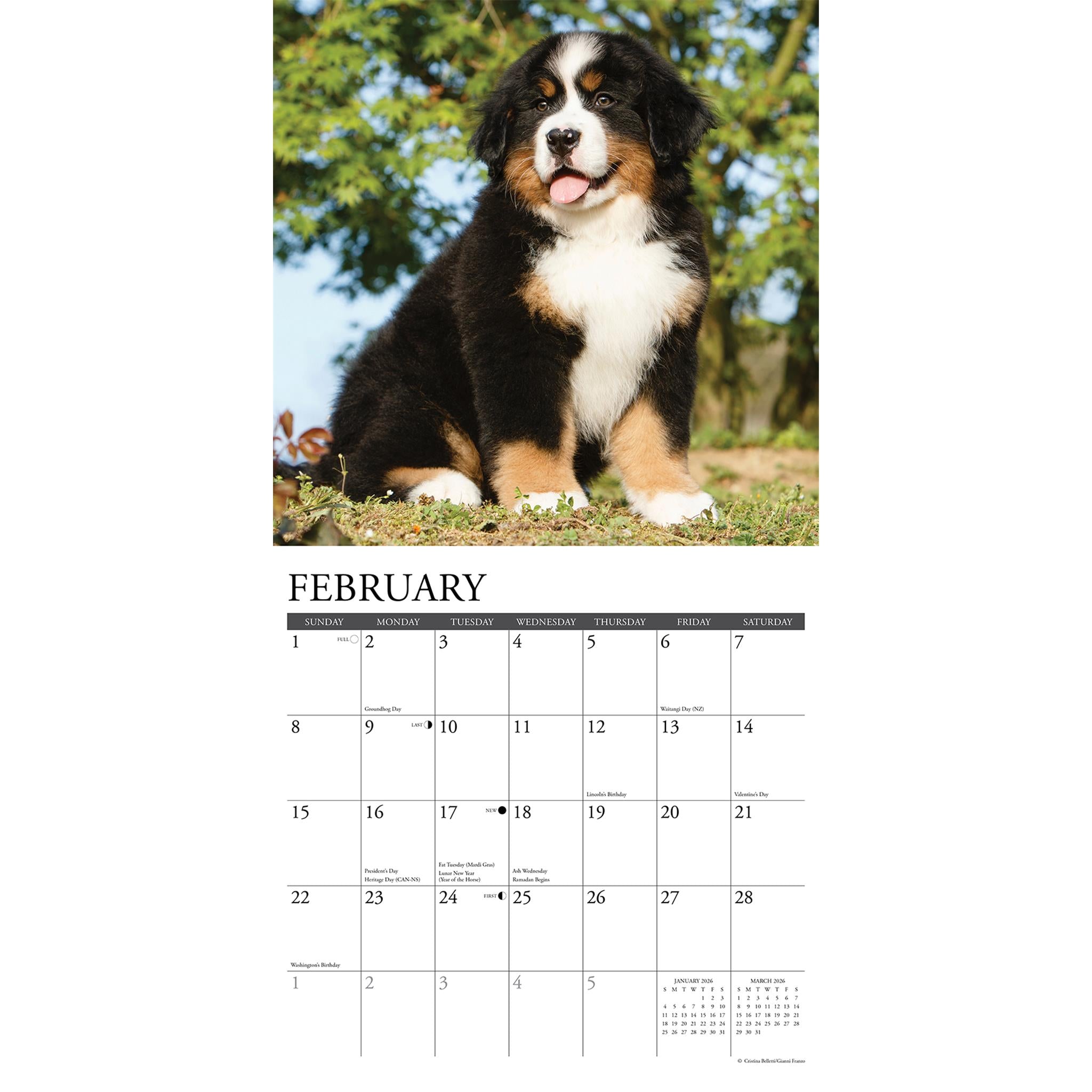 Bernese Mountain Puppies 2026 Just Wall Calendar