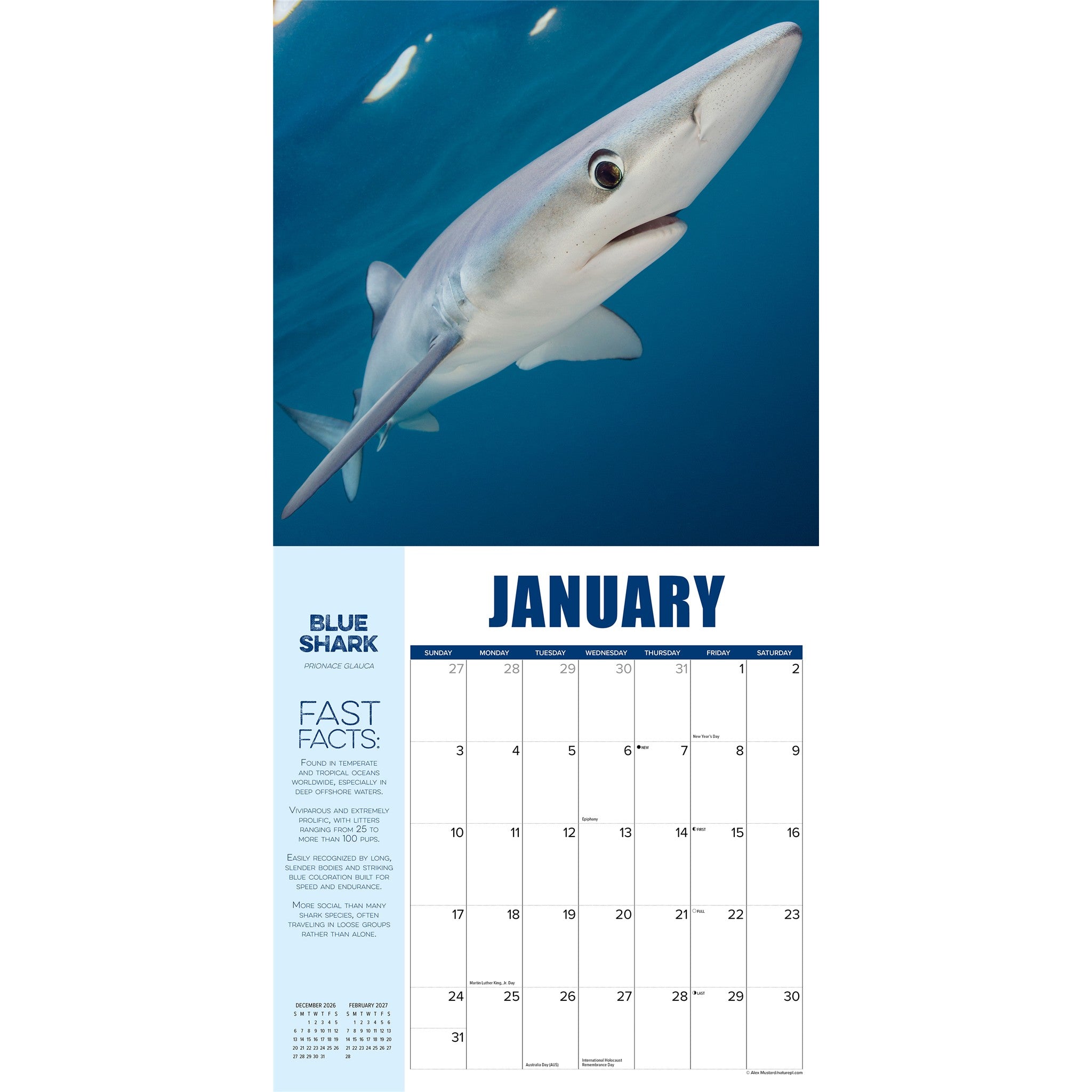 Shark Year 2027 Wall Calendar