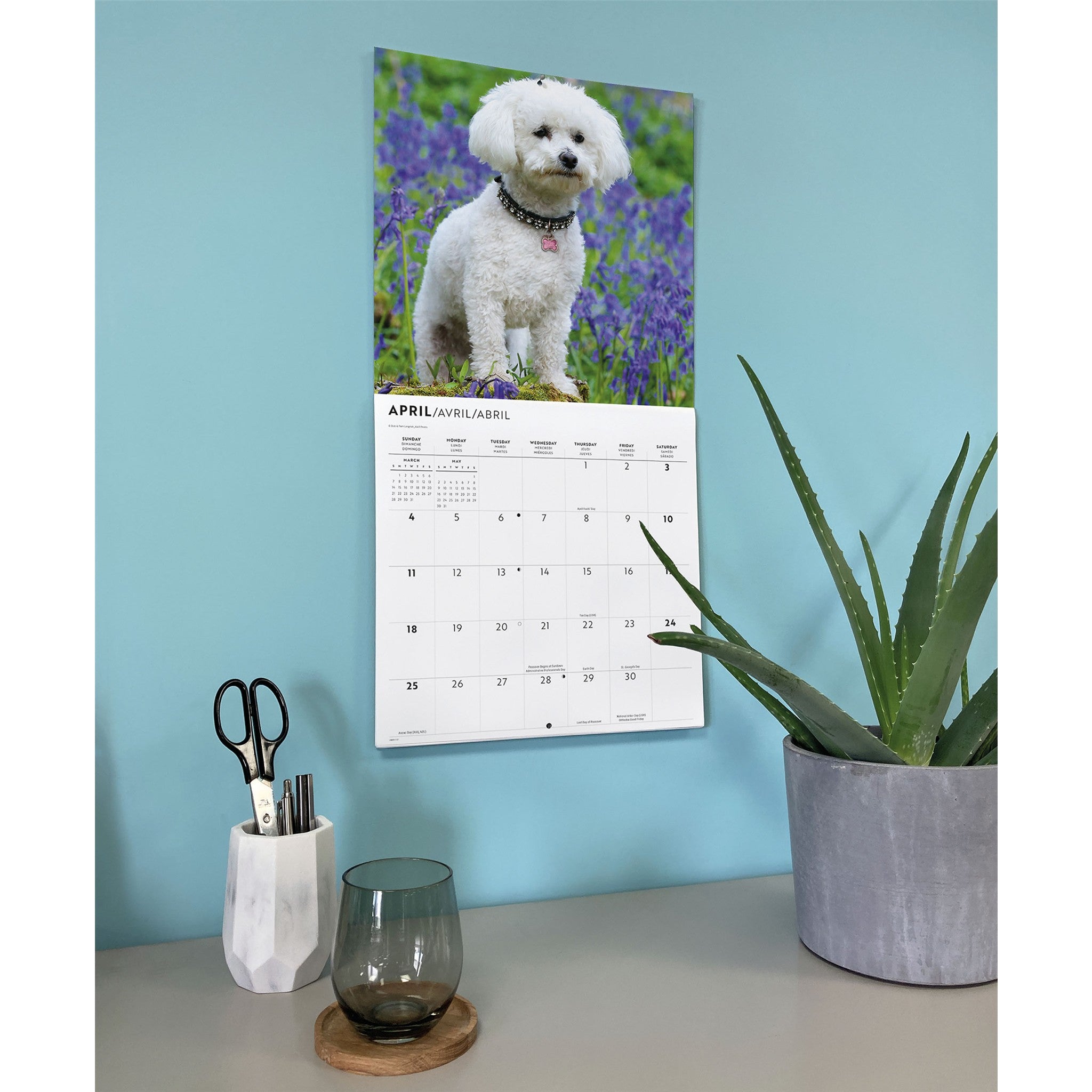 Calendrier mural Bichon frisé 2027